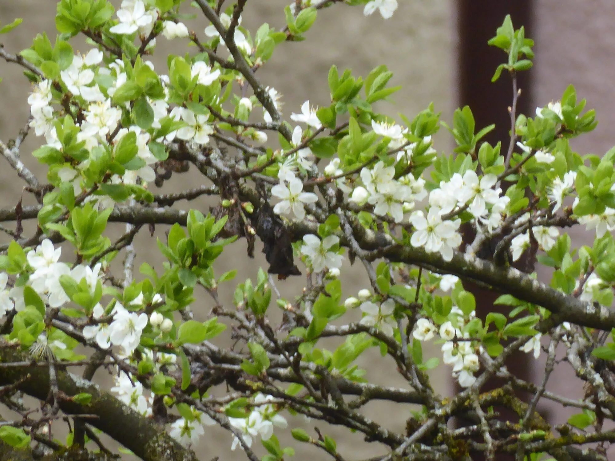 P1250145.webp