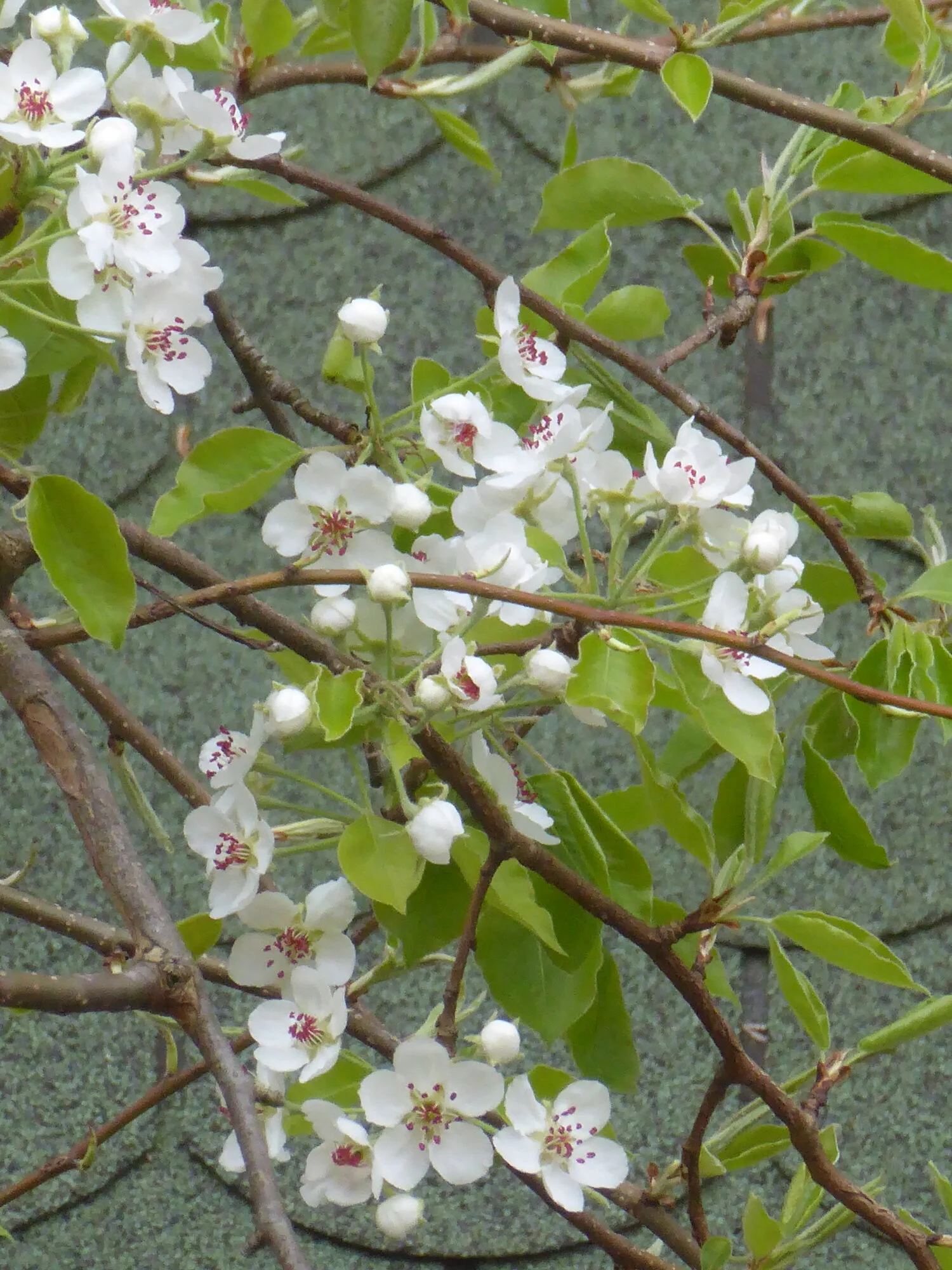 P1250146.webp