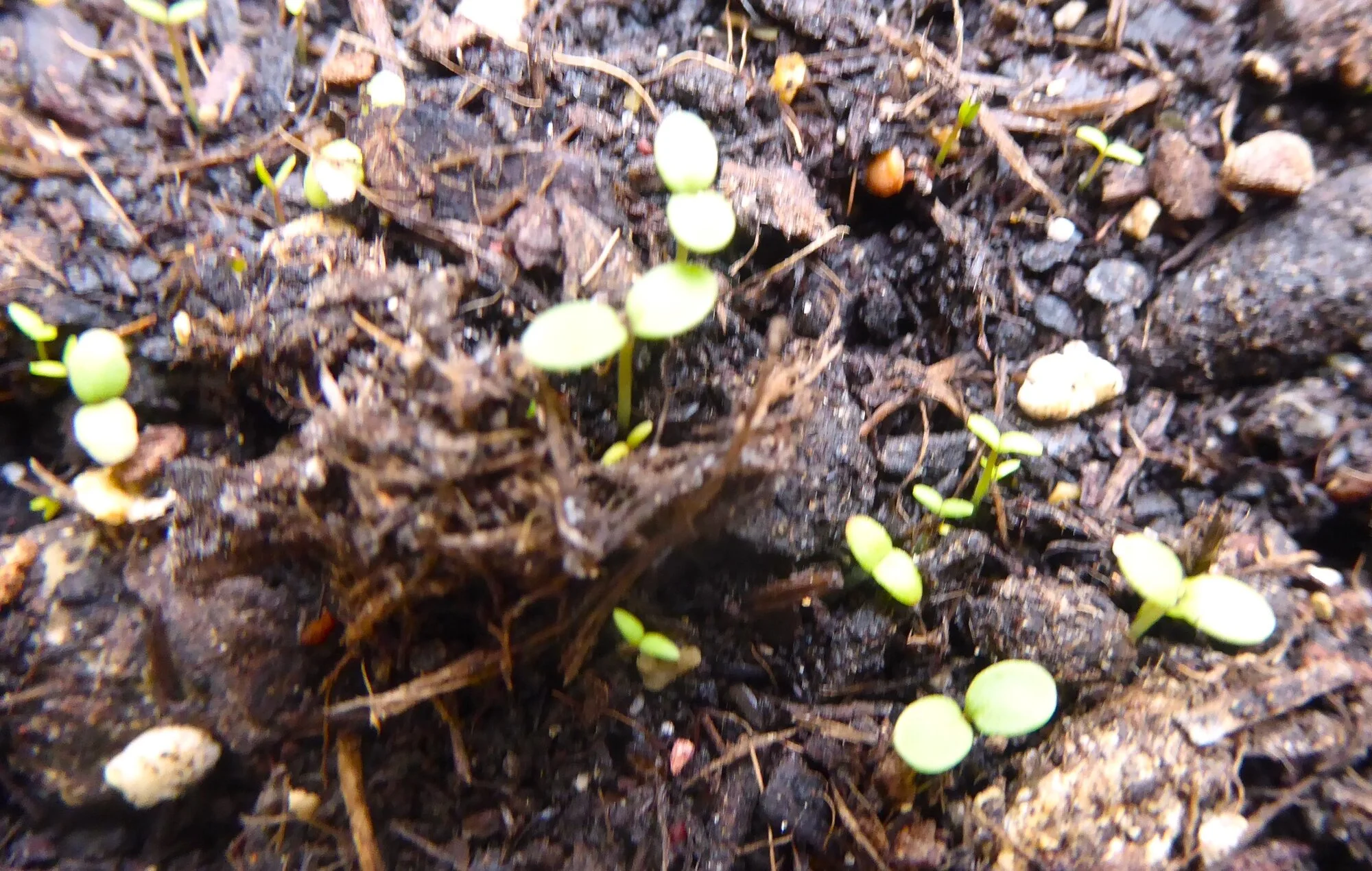 P1250150.webp