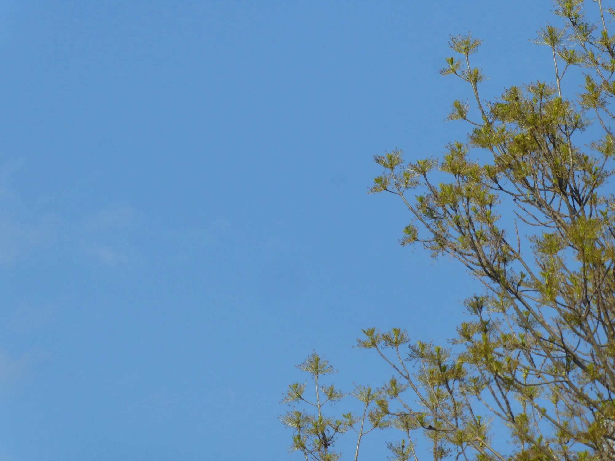 P1250239.webp