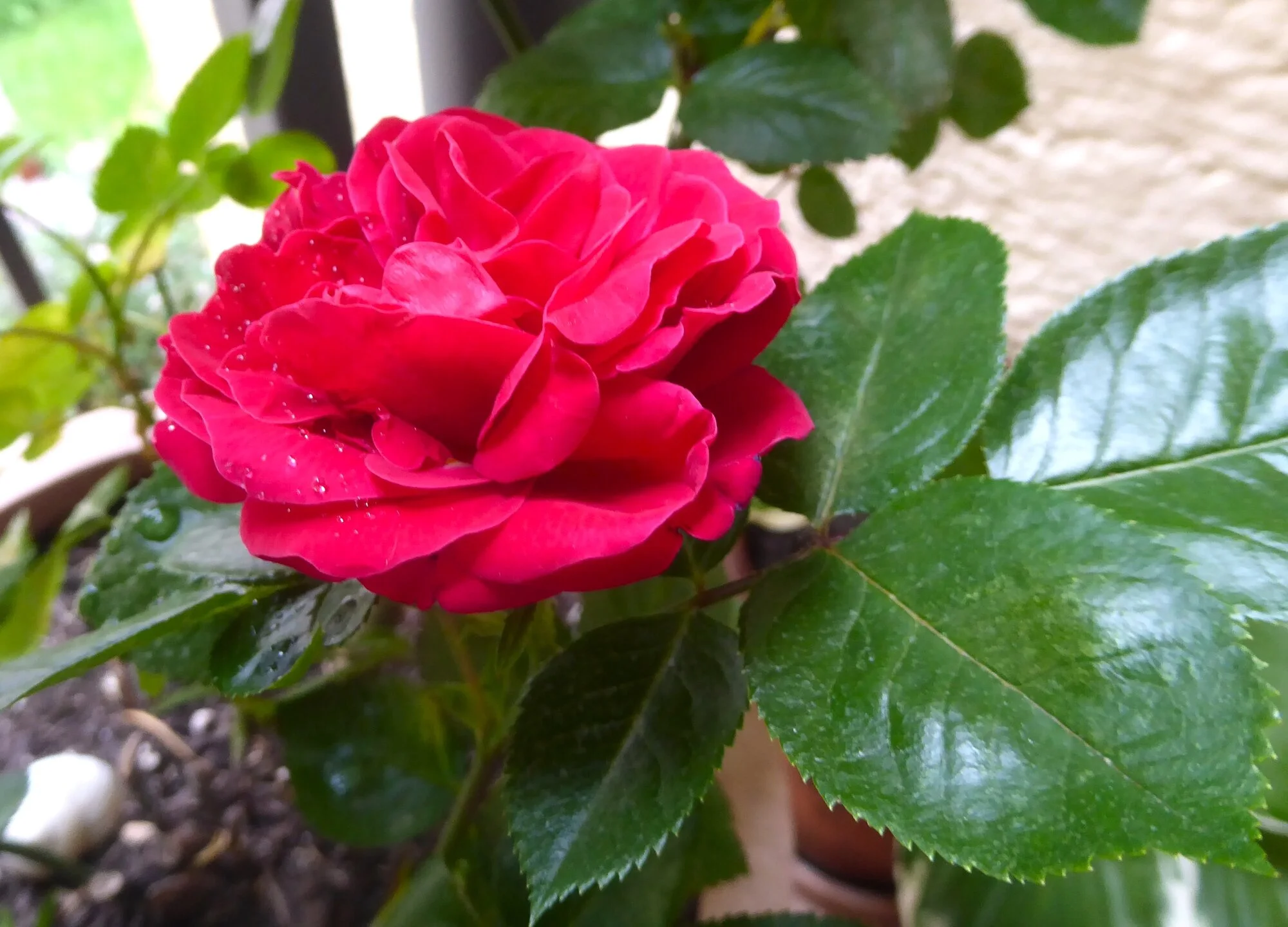 P1250287.webp