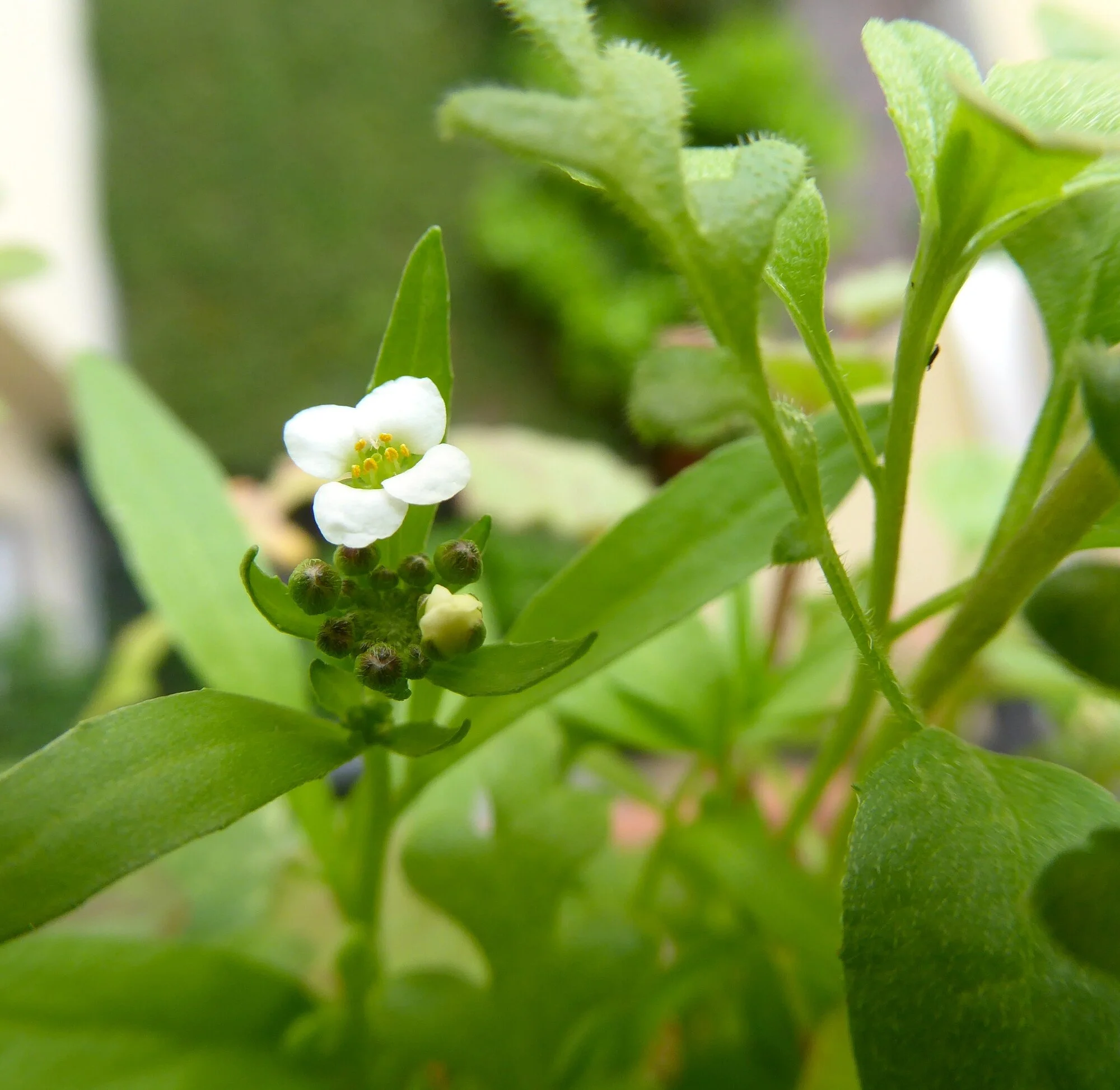 P1250382.webp