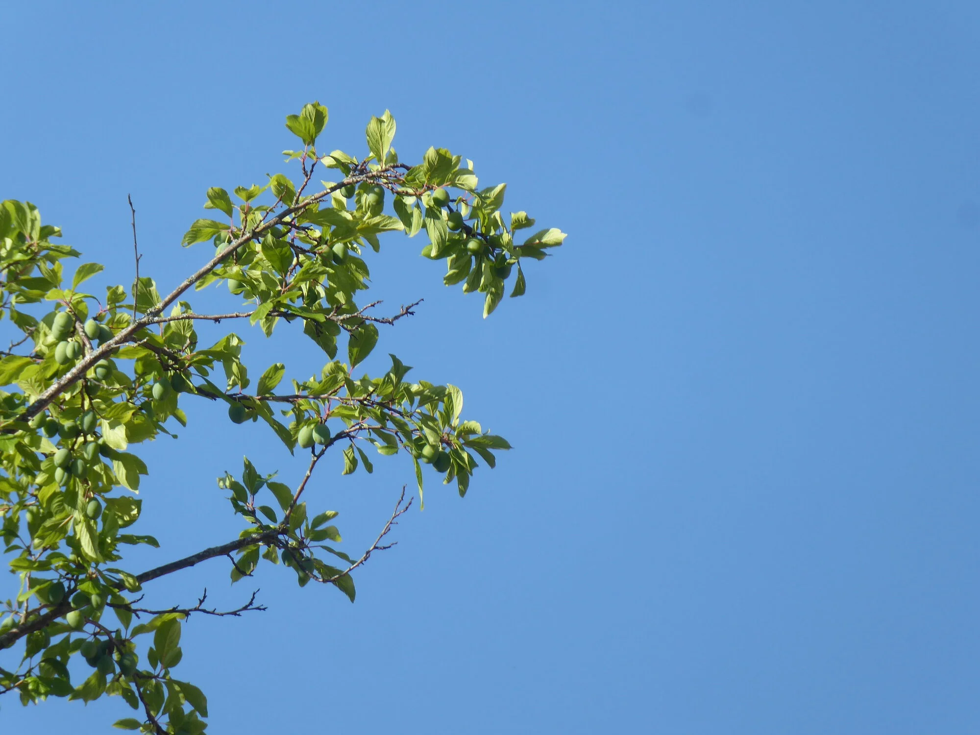 P1250649.webp
