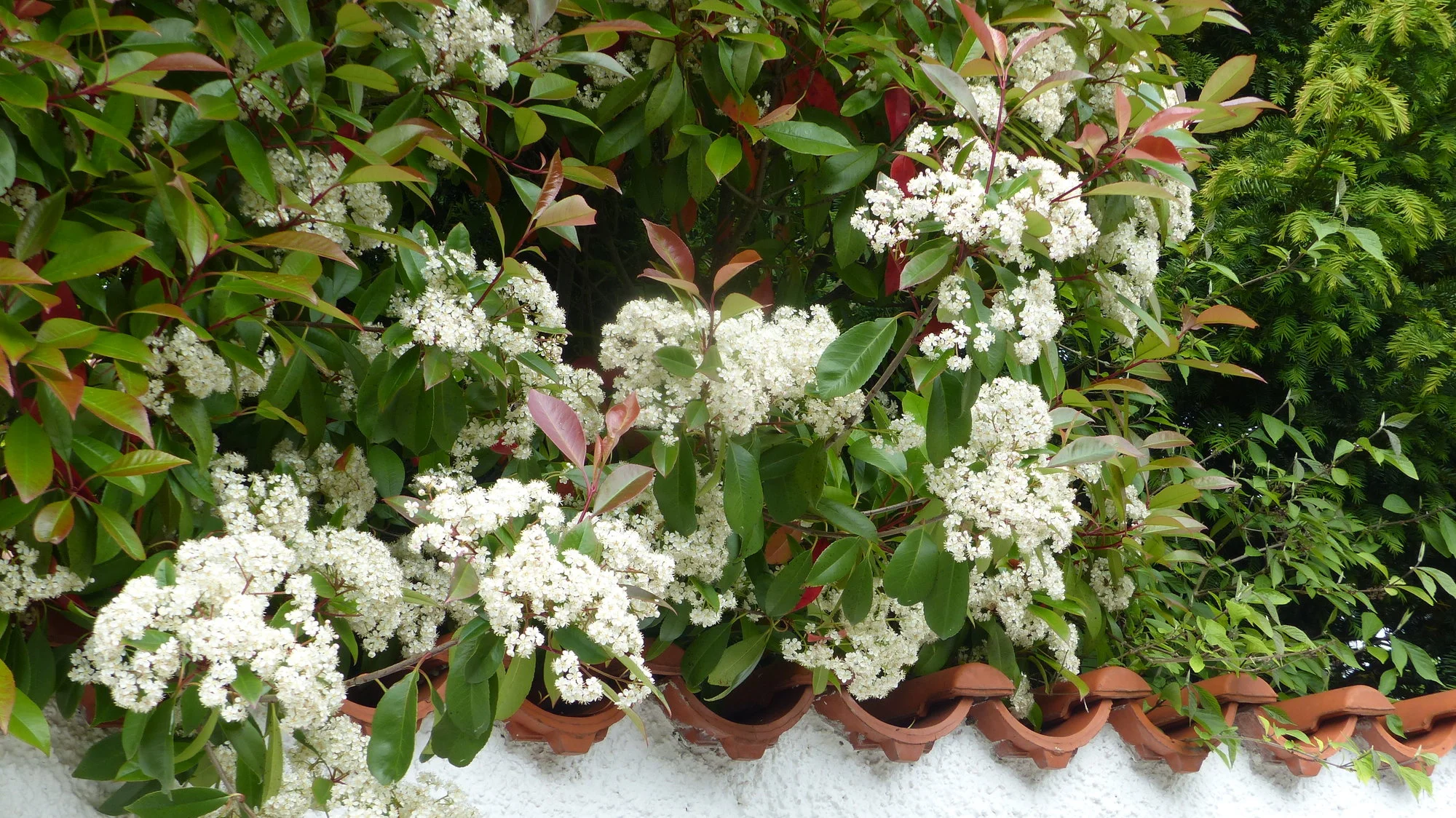 P1290081.webp