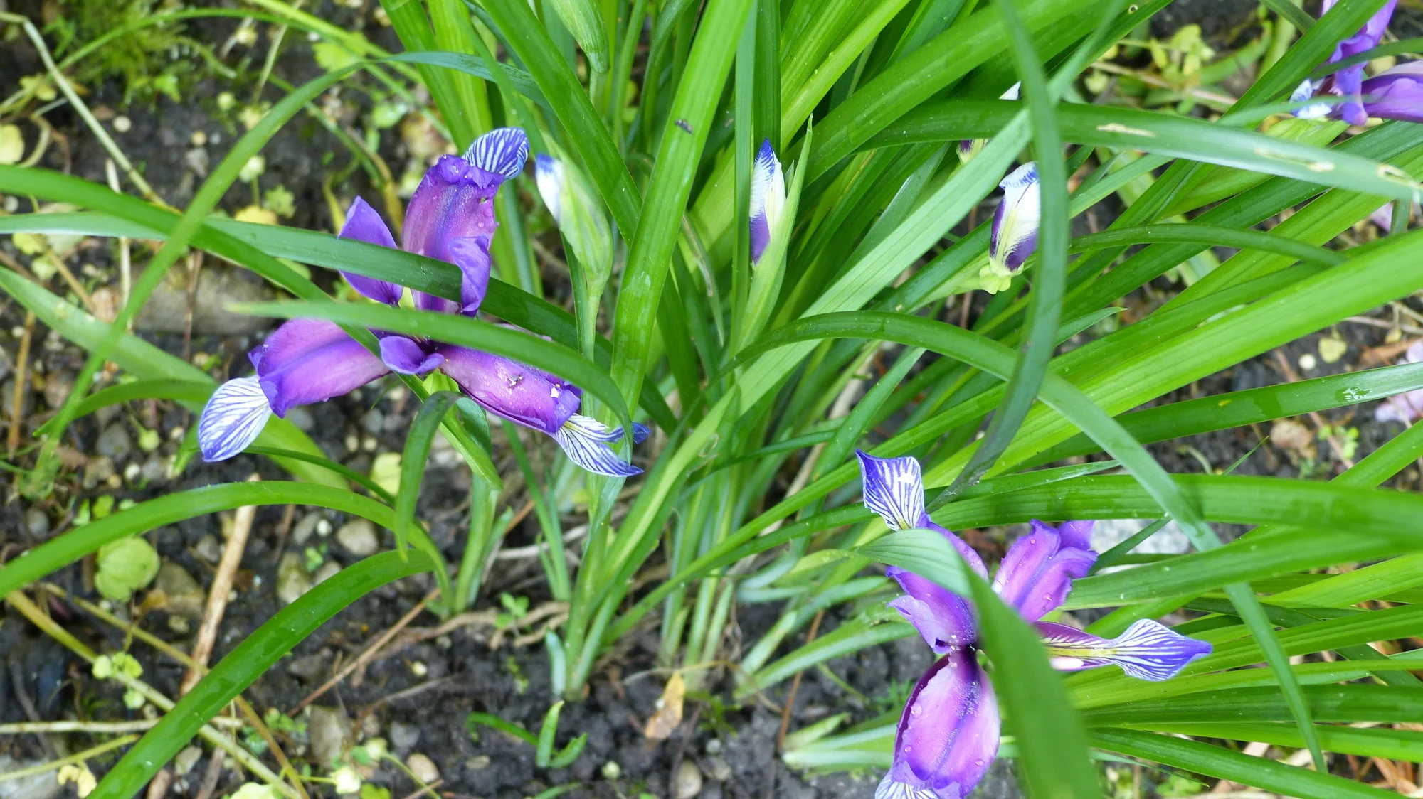 P1290189.JPG