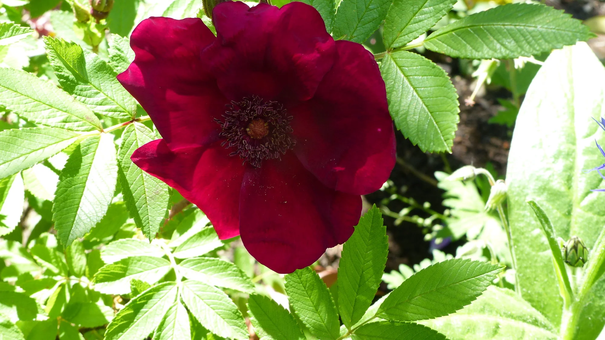 P1290314.webp