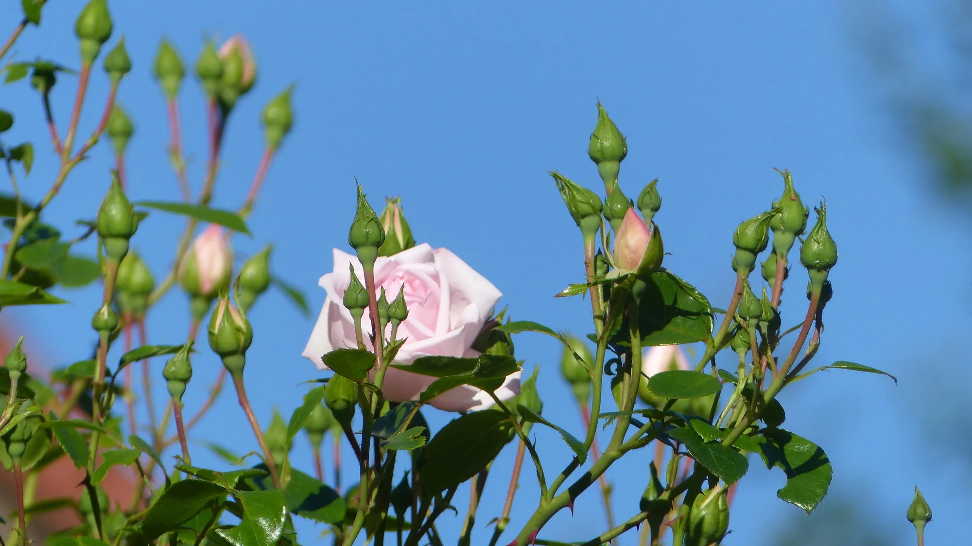 P1290387.webp