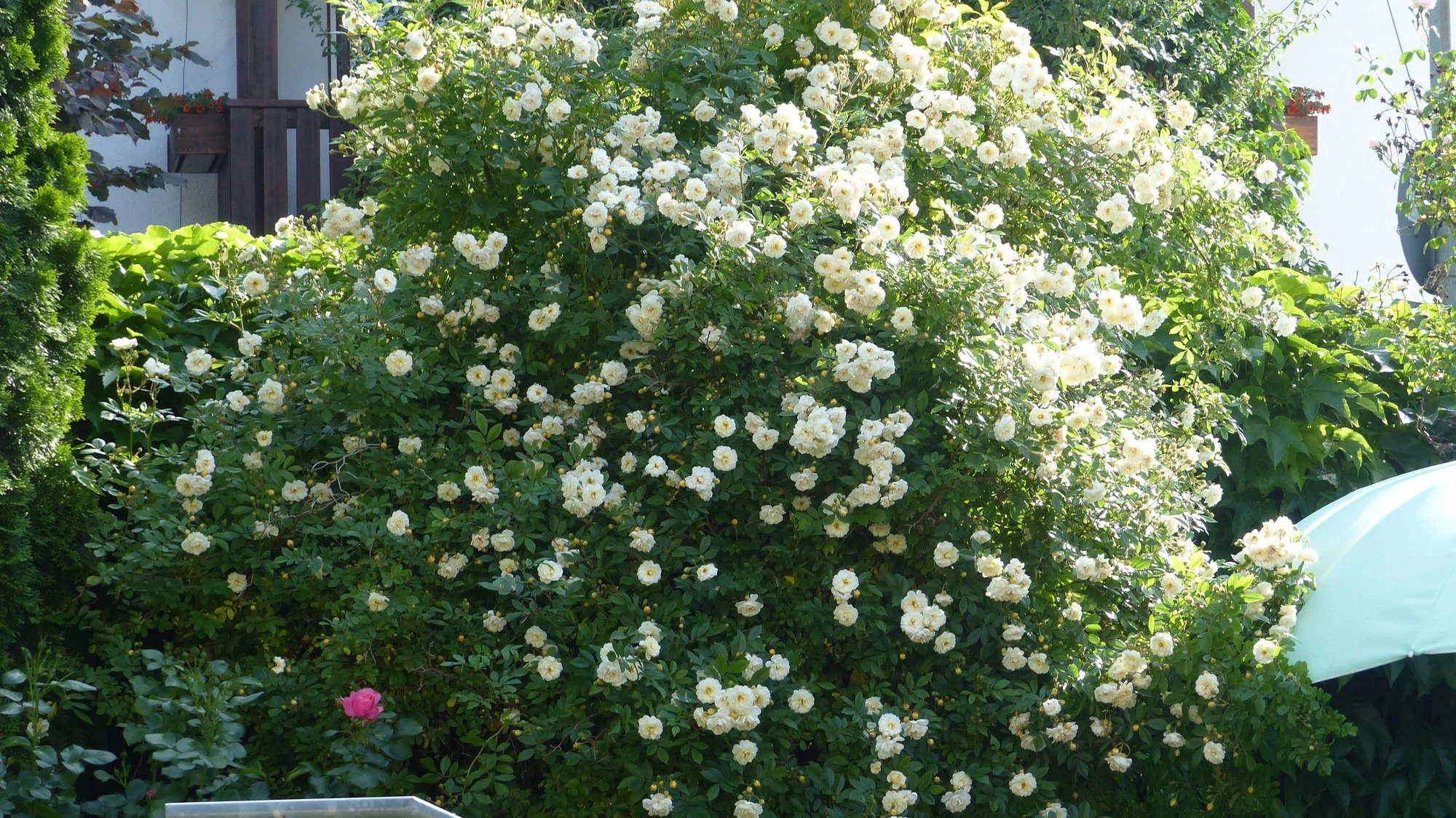 P1290531.webp