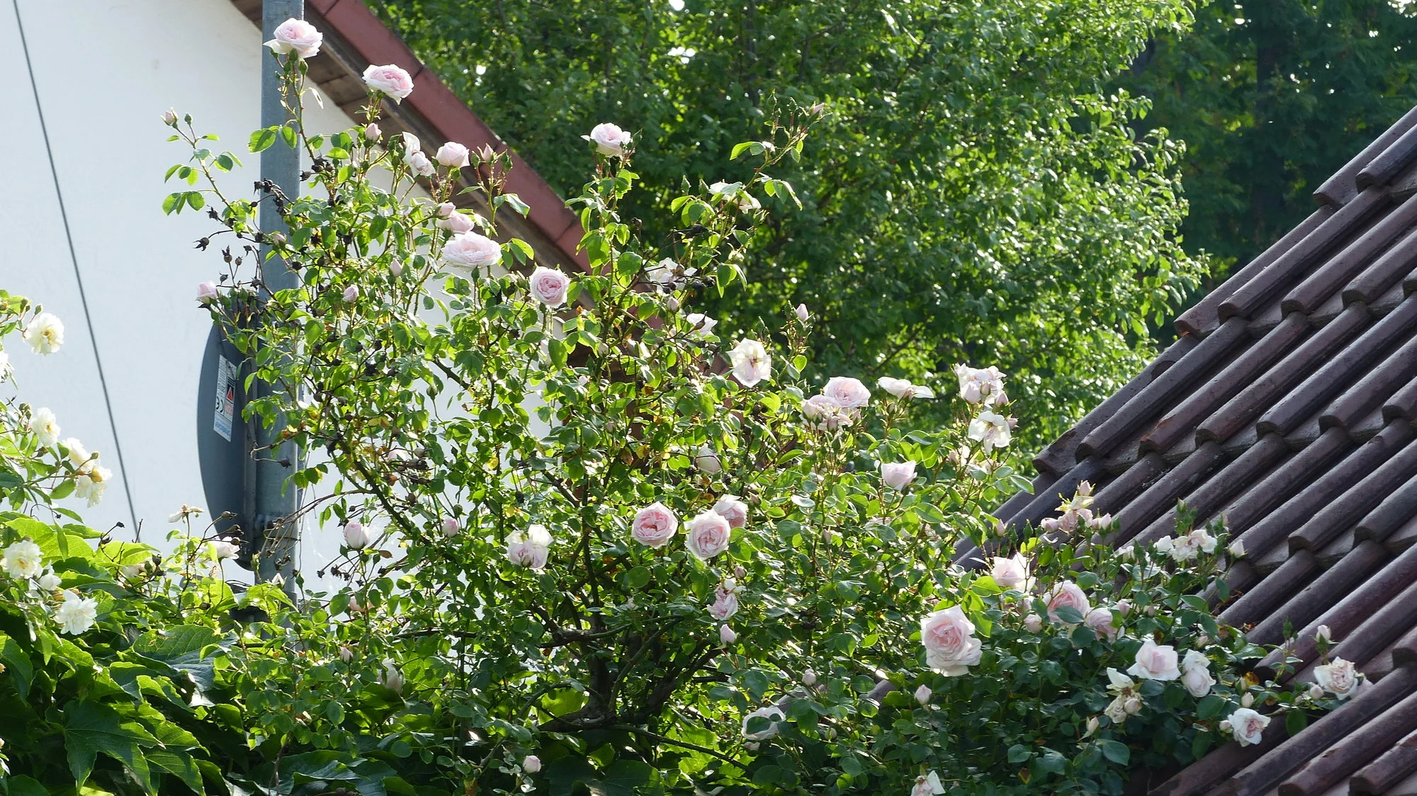 P1290536.webp
