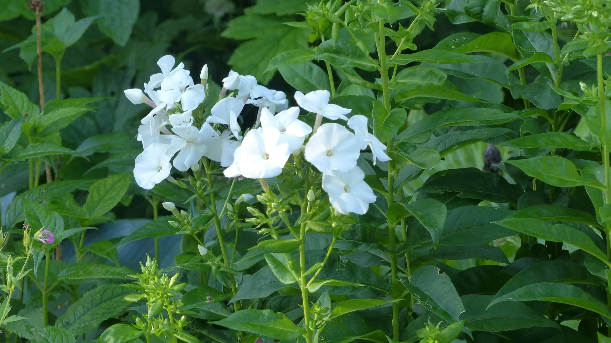 P1300187.webp