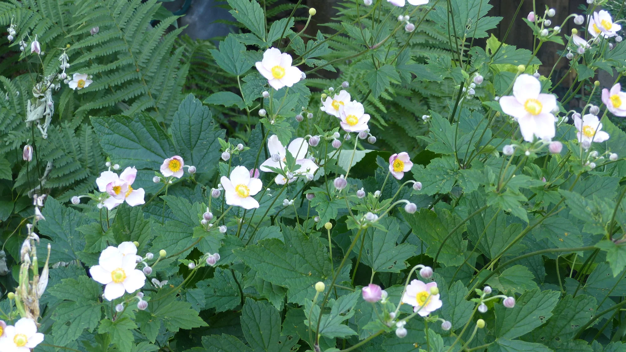 P1300881.webp