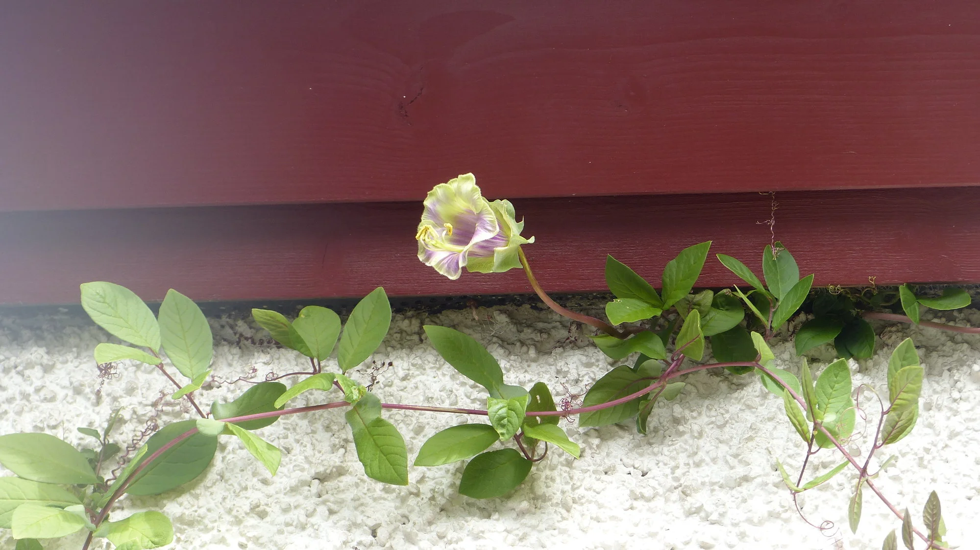 P1310229.webp
