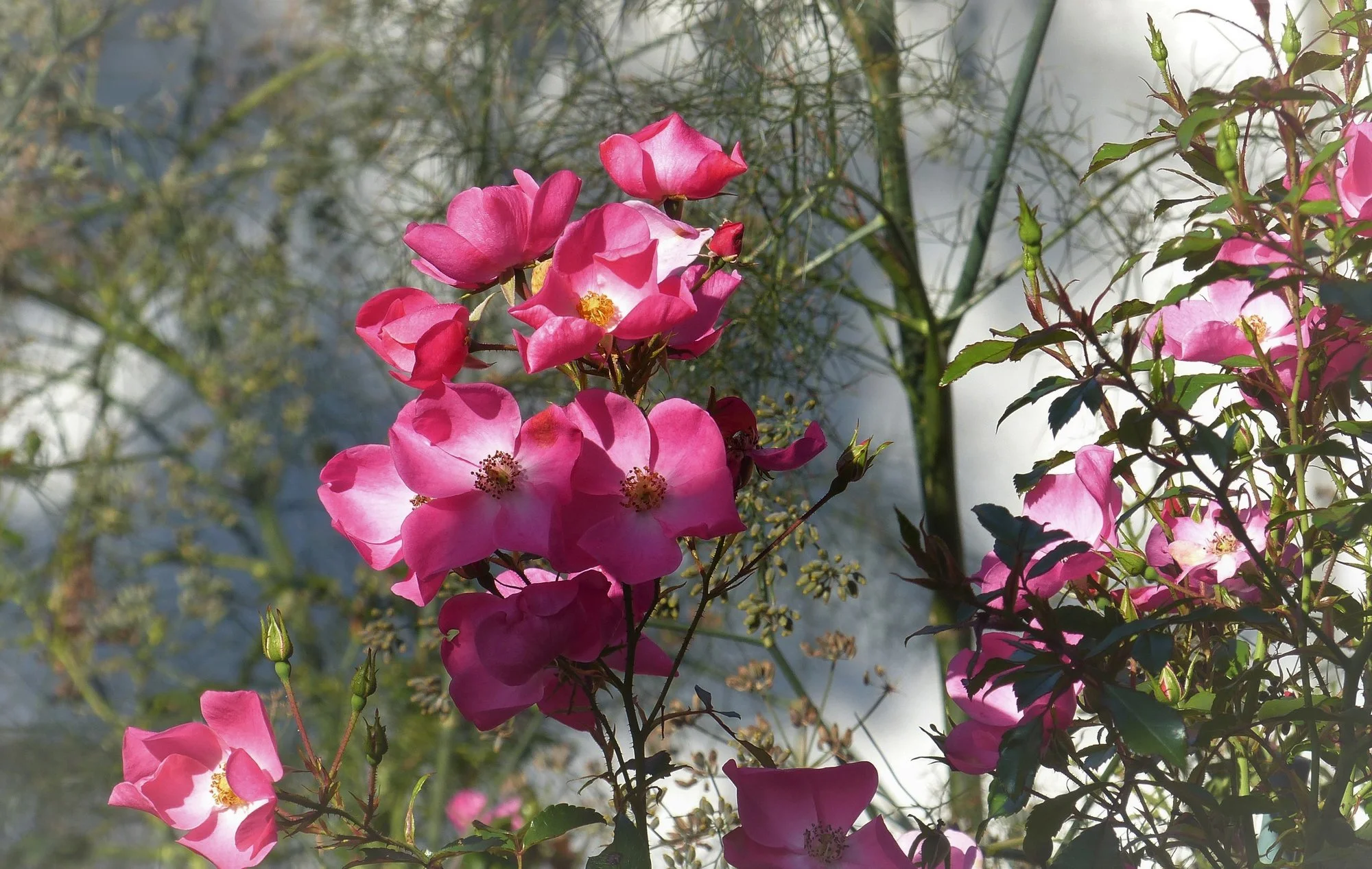 P1310889 (2).webp