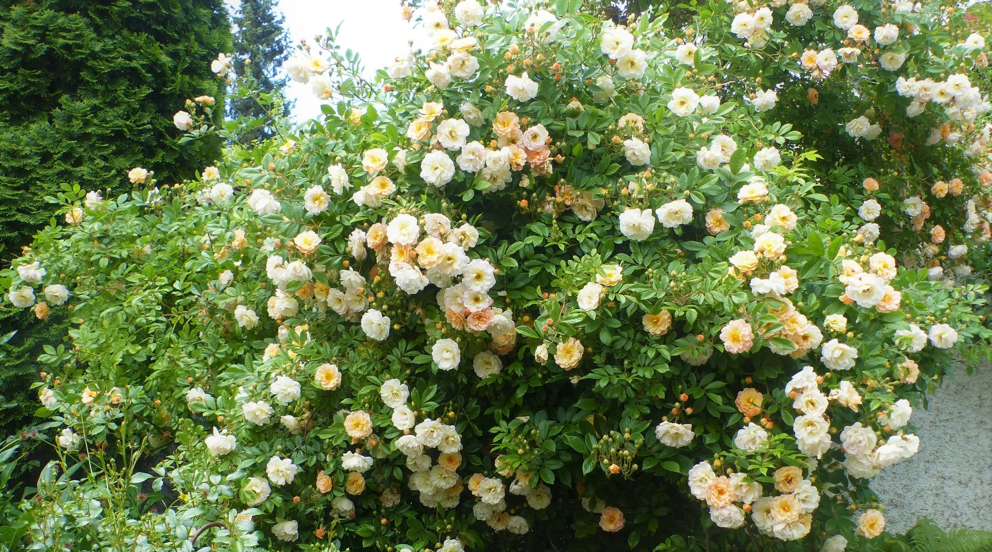 P1350221 (2).webp