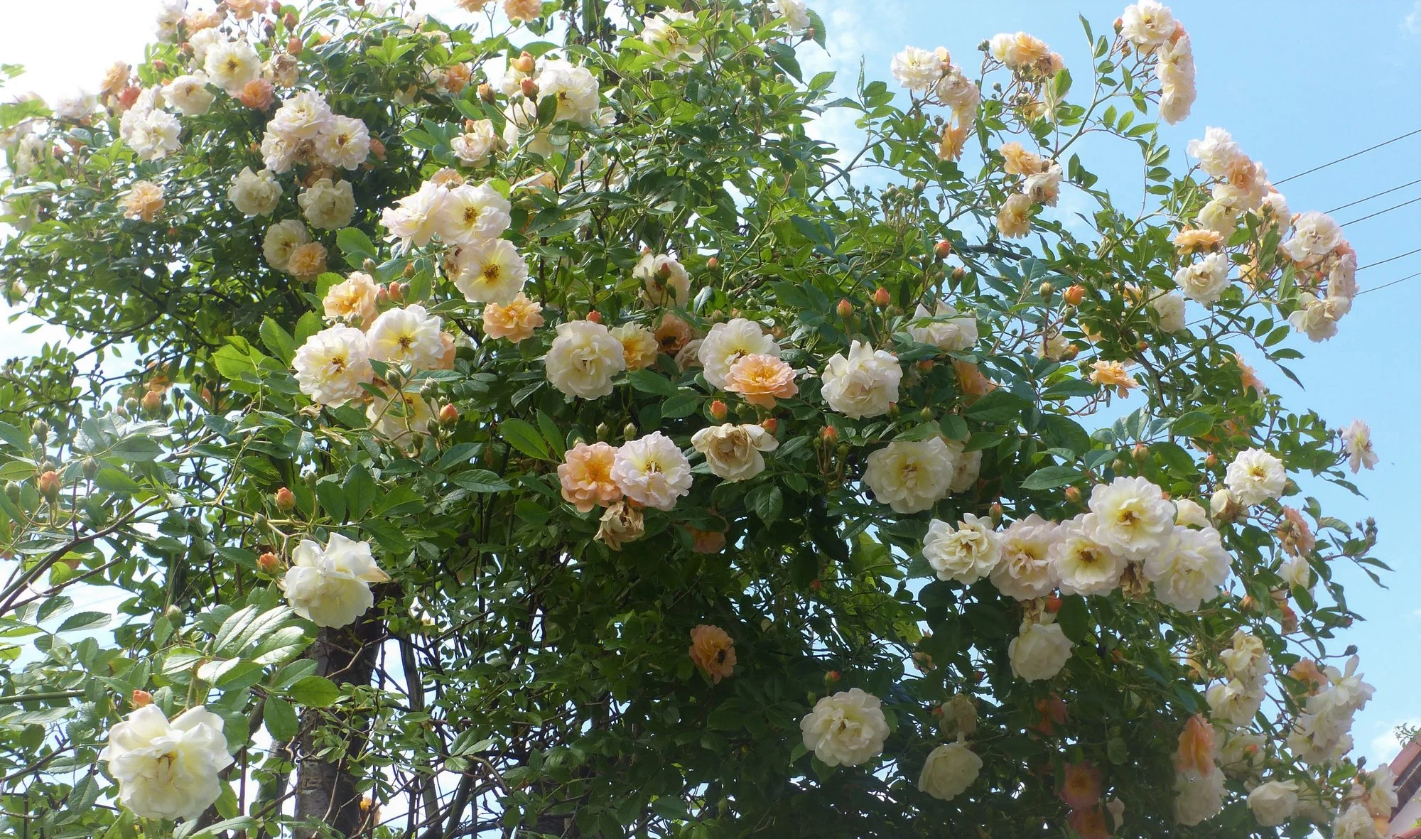 P1350234 (2).webp