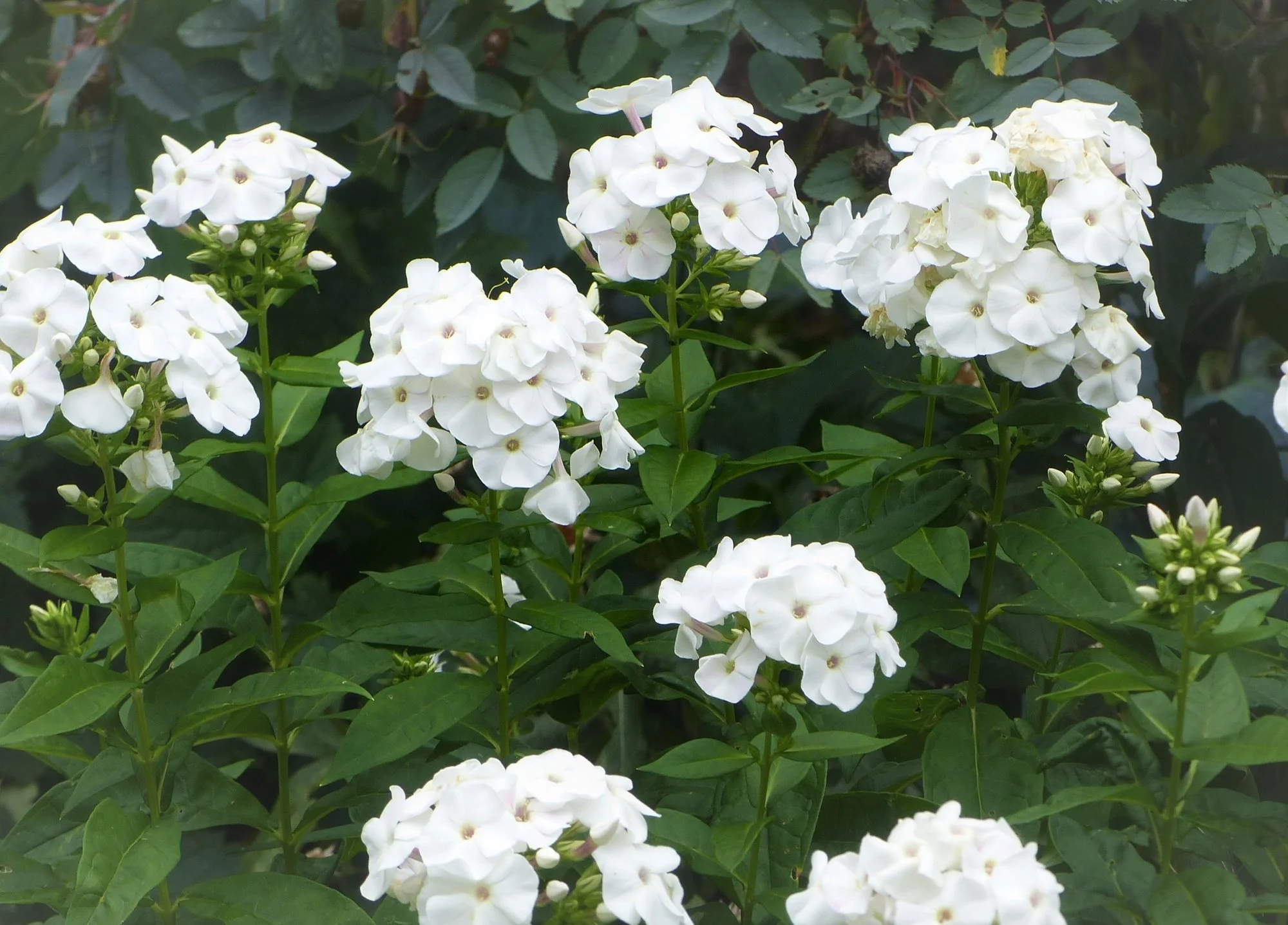 P1360099 (2).webp