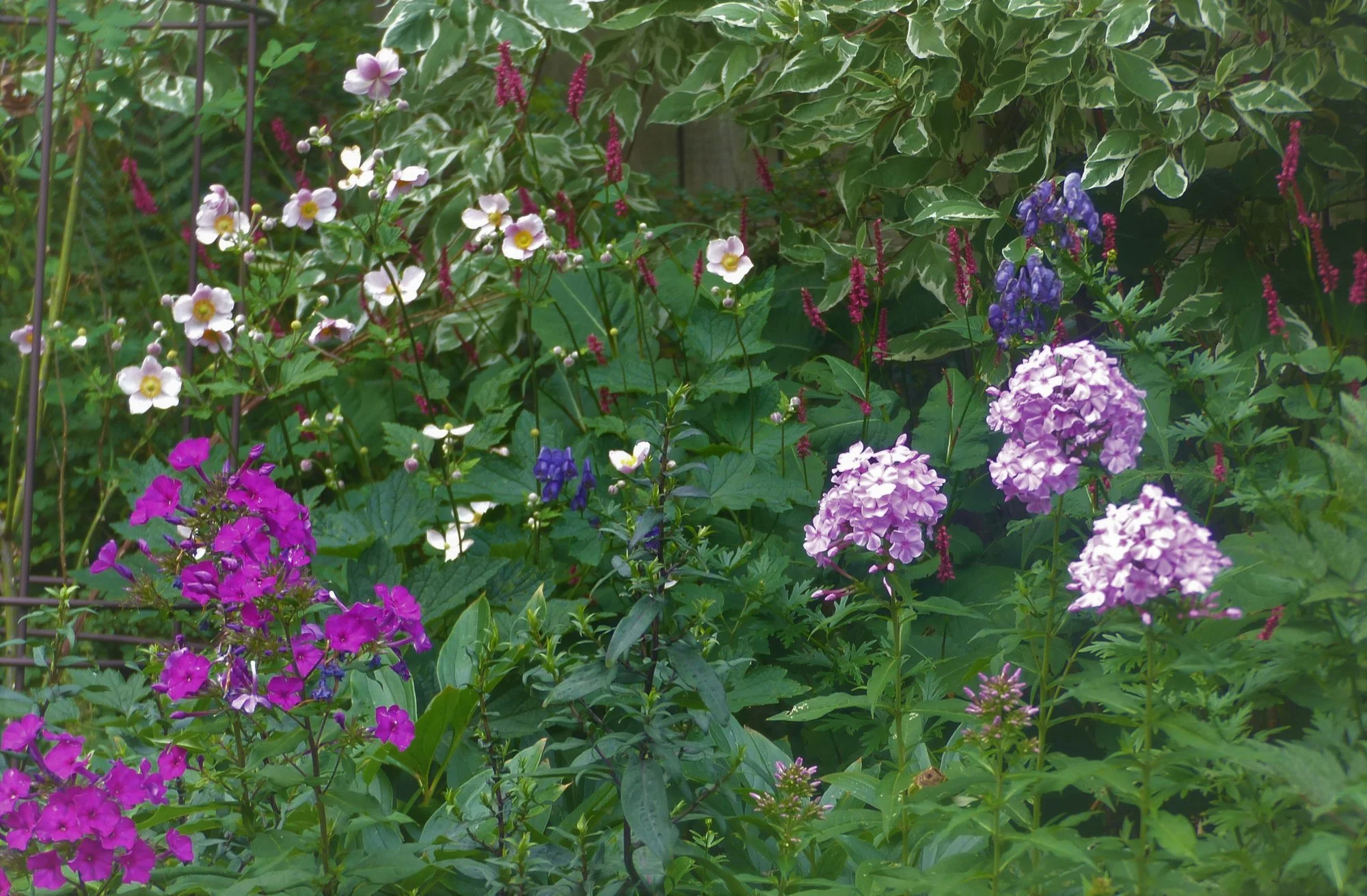P1360232 (2).webp