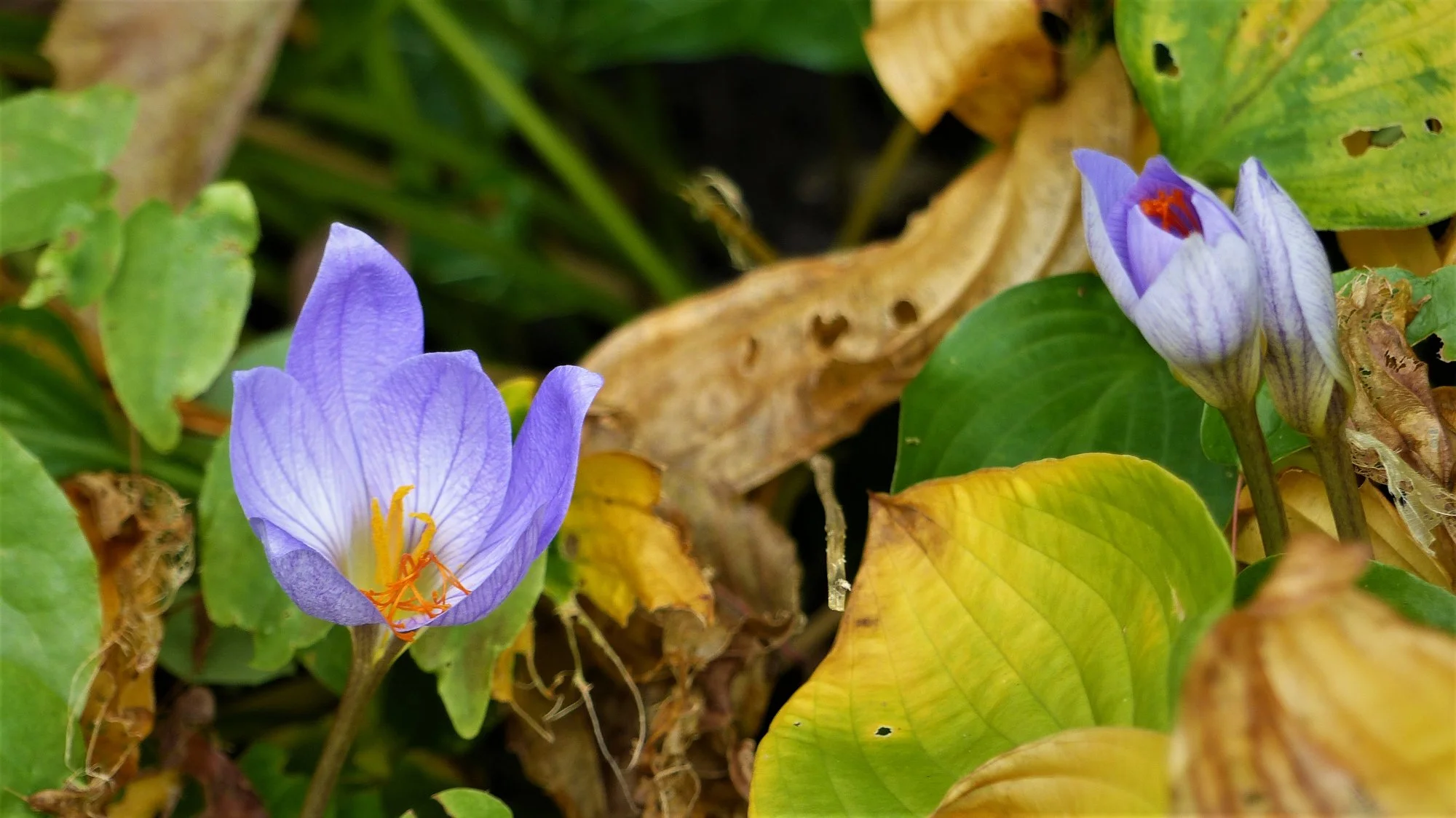 P1360890 (2).webp