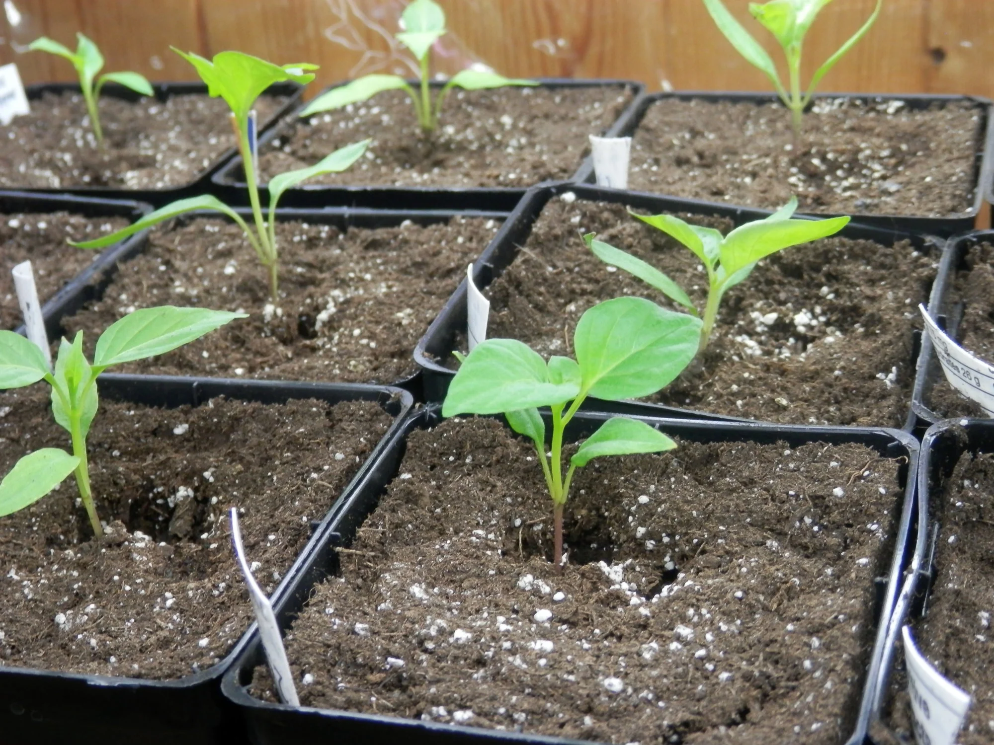 P2010002.webp