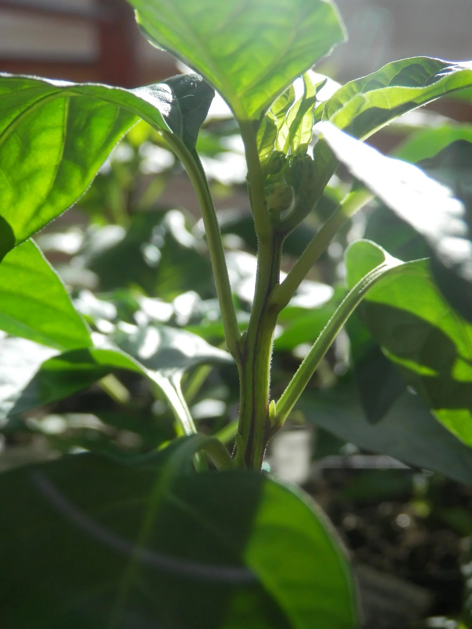 P2280021.webp