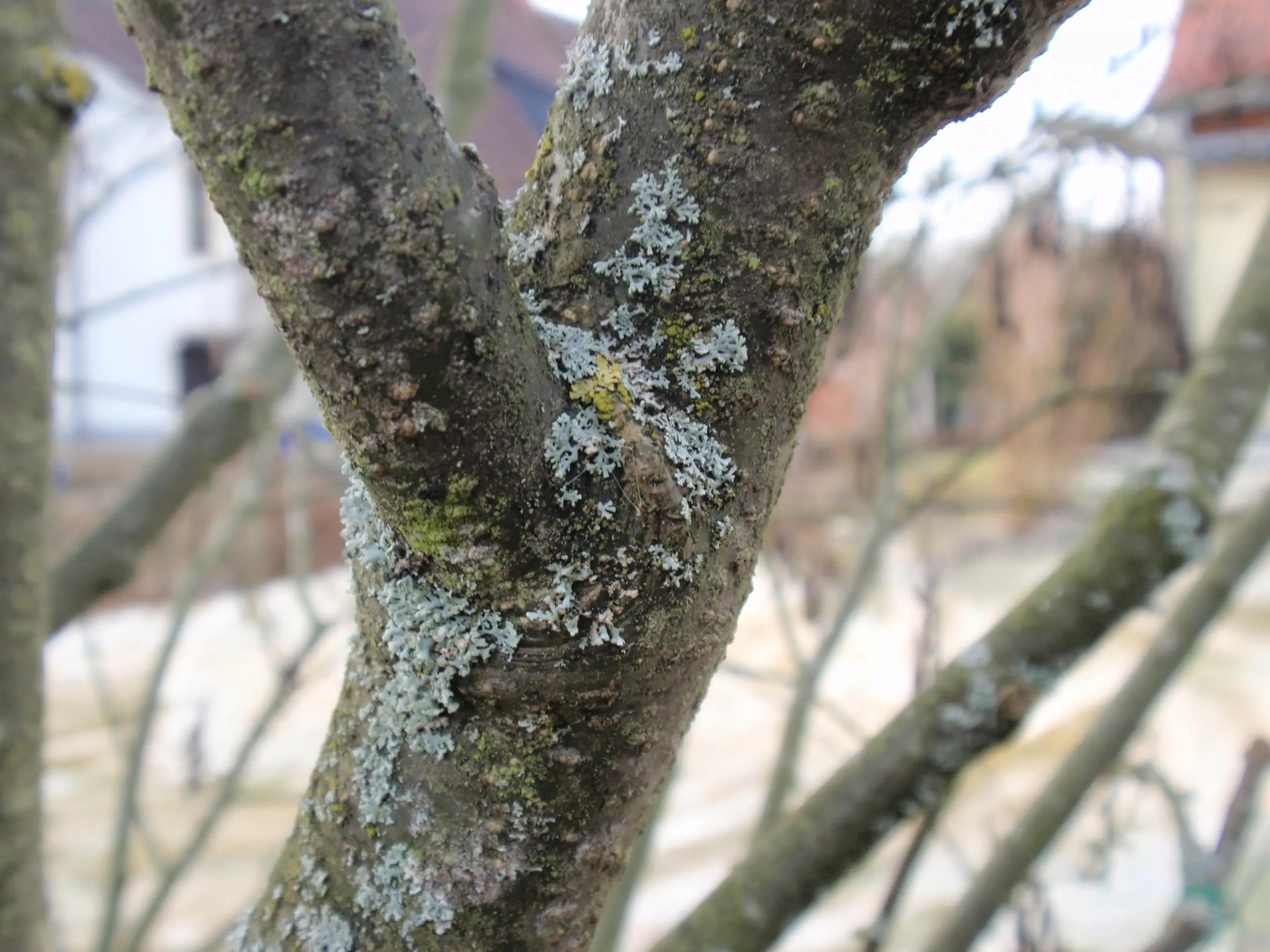 seltsamer Bewuchs an Büschen