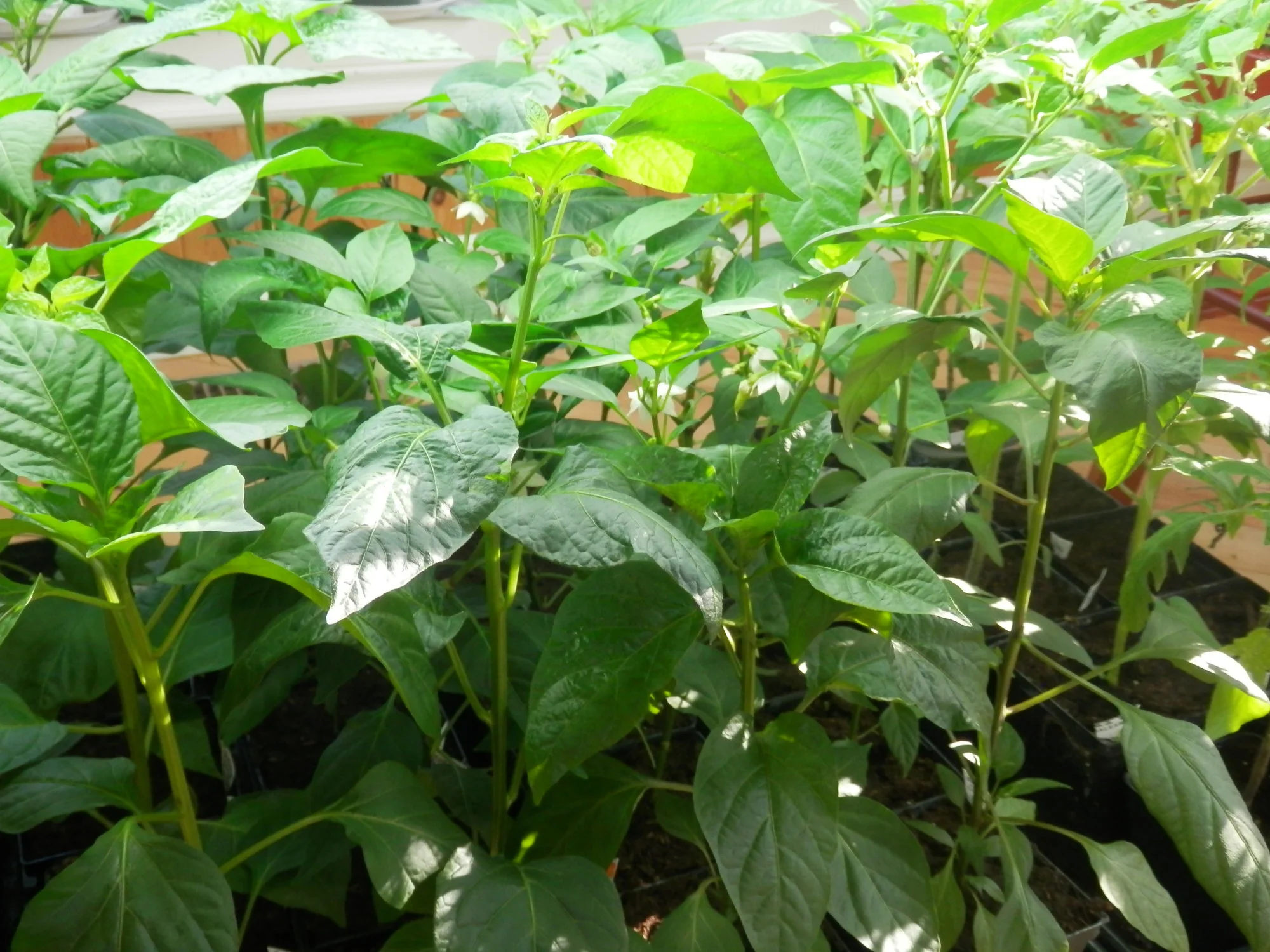 P3280001.webp