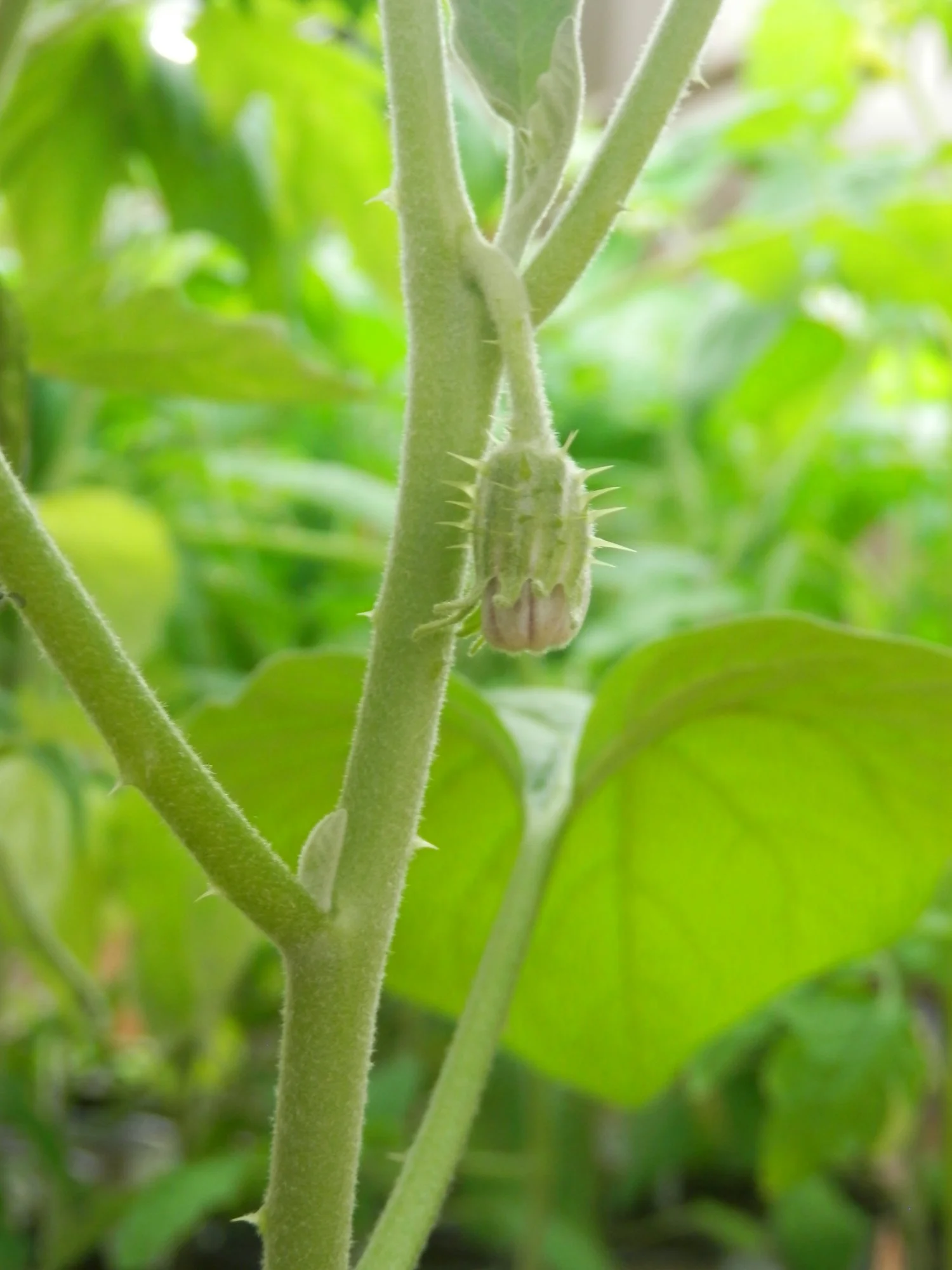 P4050010.webp