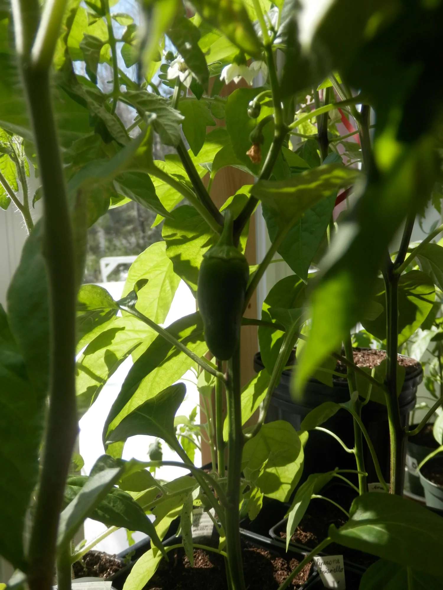P4120003.webp