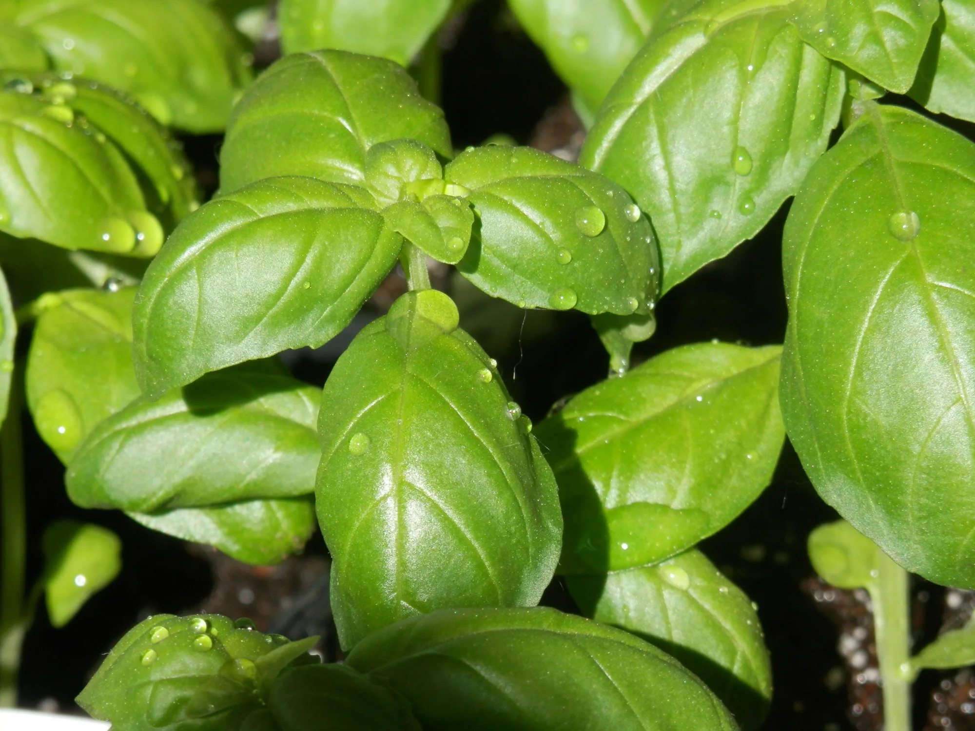 P4120004.webp