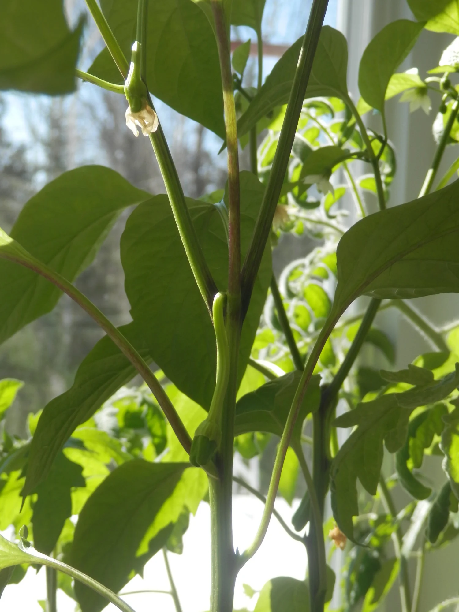 P4120005.webp