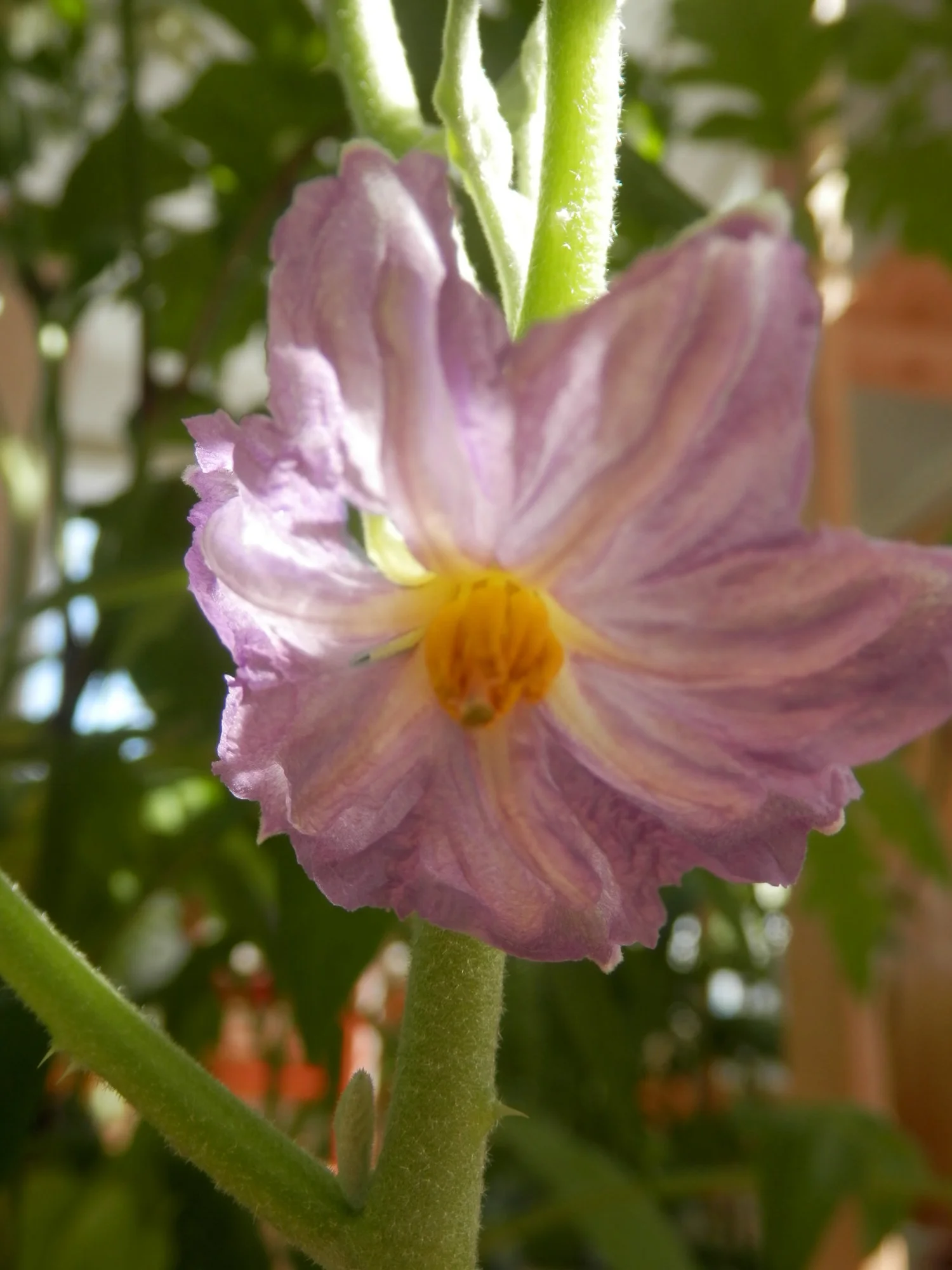P4120010.webp