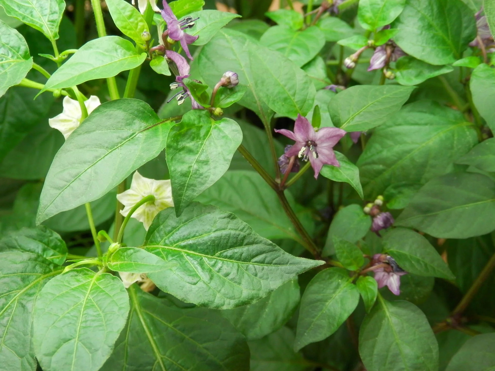P4120013.webp