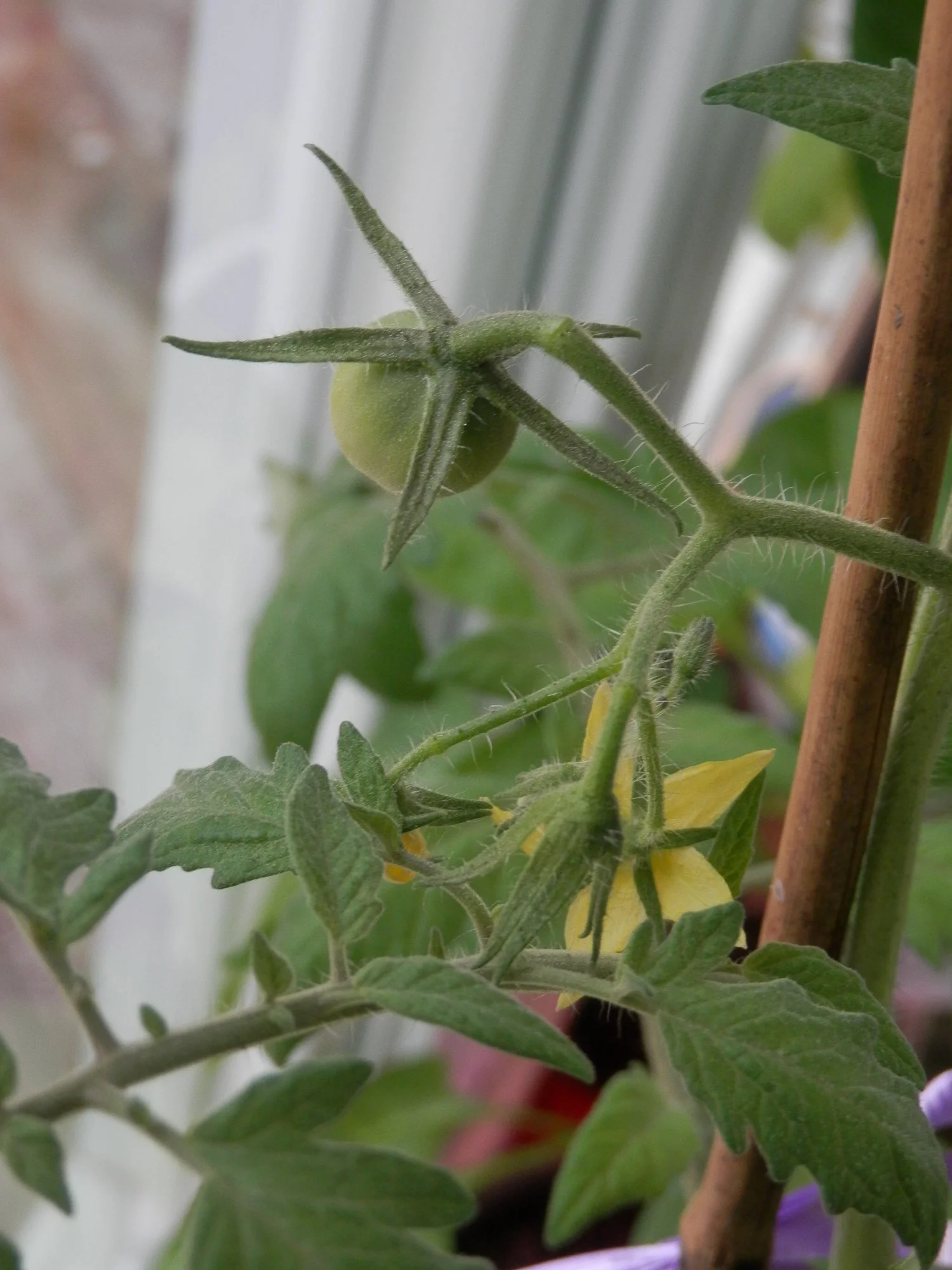 P4250004.webp