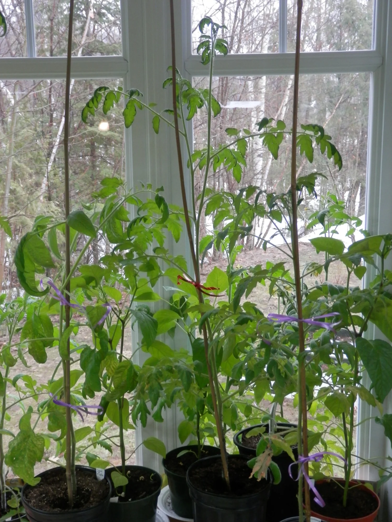 P4250016.webp