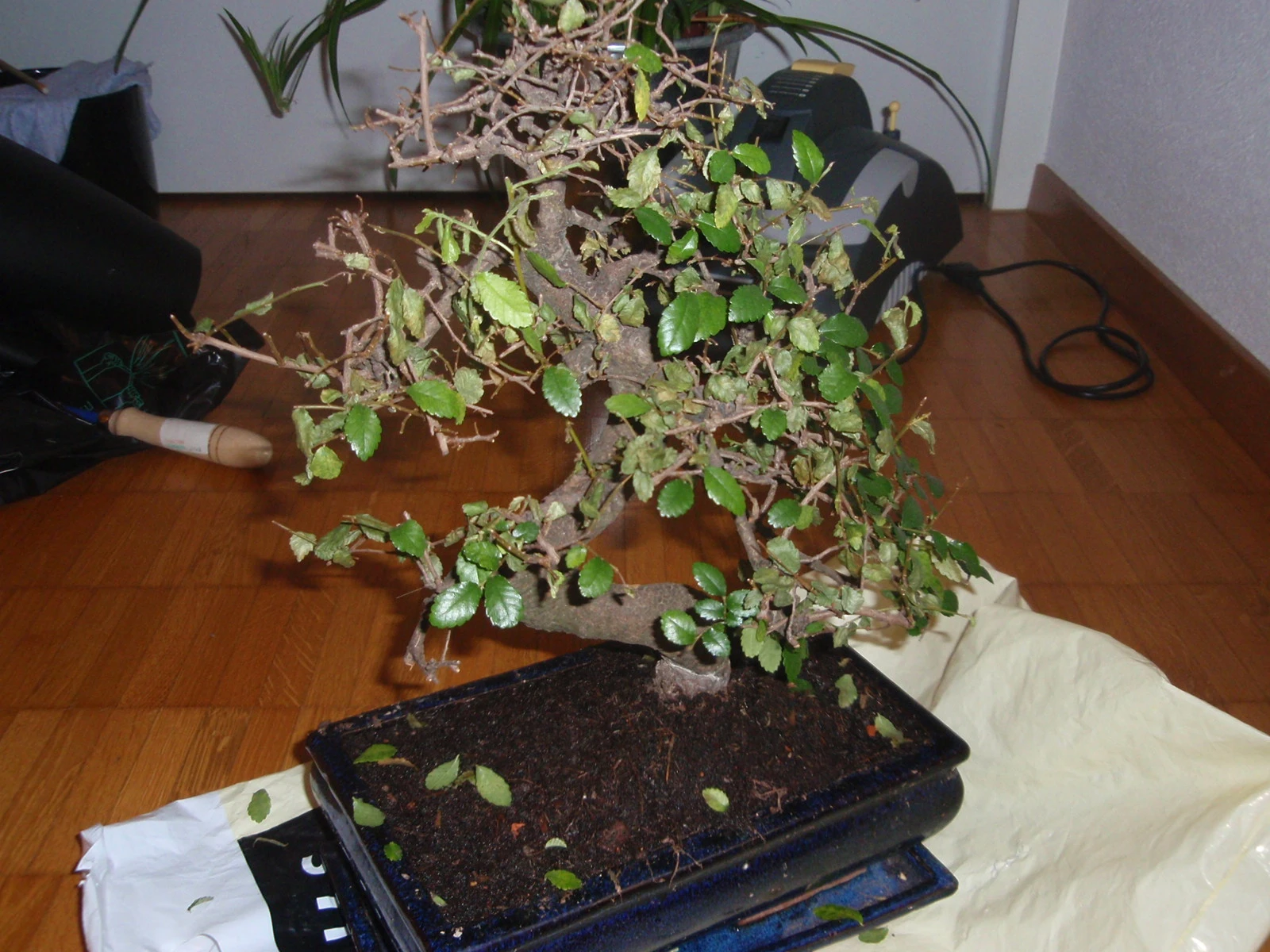 Bonsai verliert Blätter (