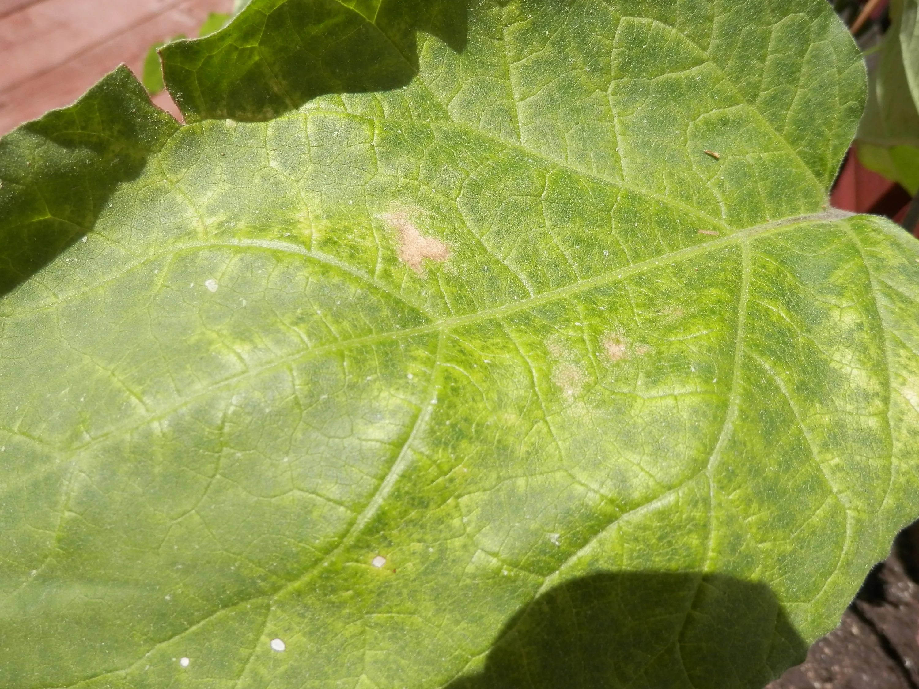Aubergine Mangelerscheinung oder Schädlinge?