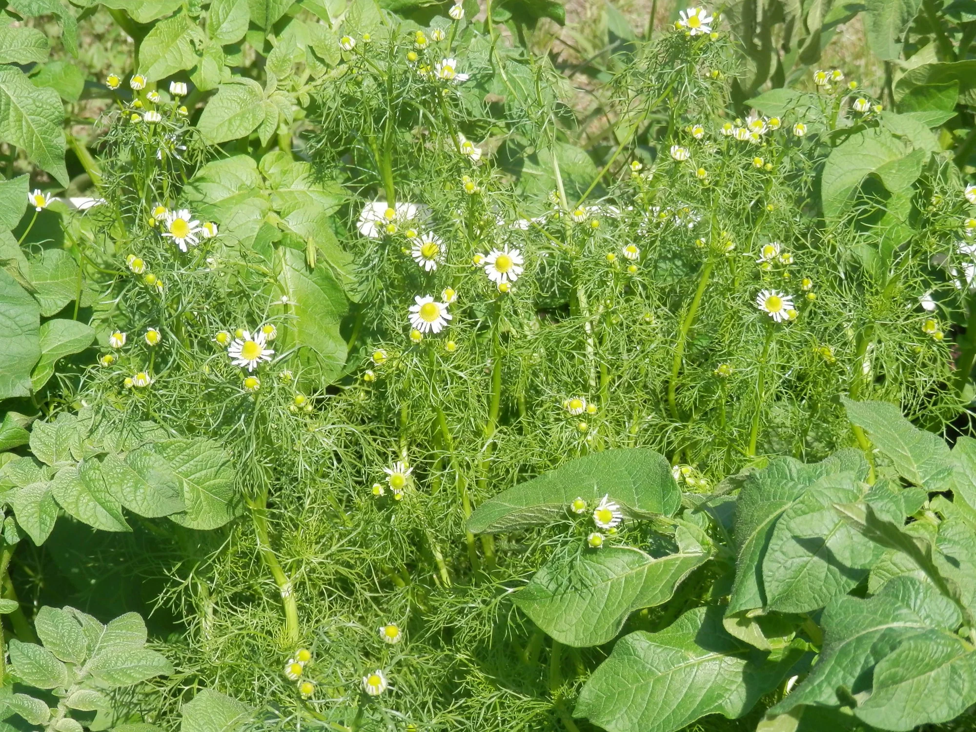 P6260023.webp