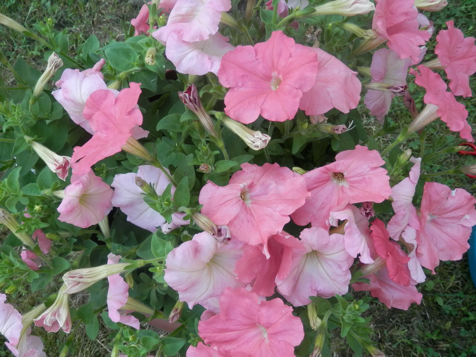 P7070021.webp