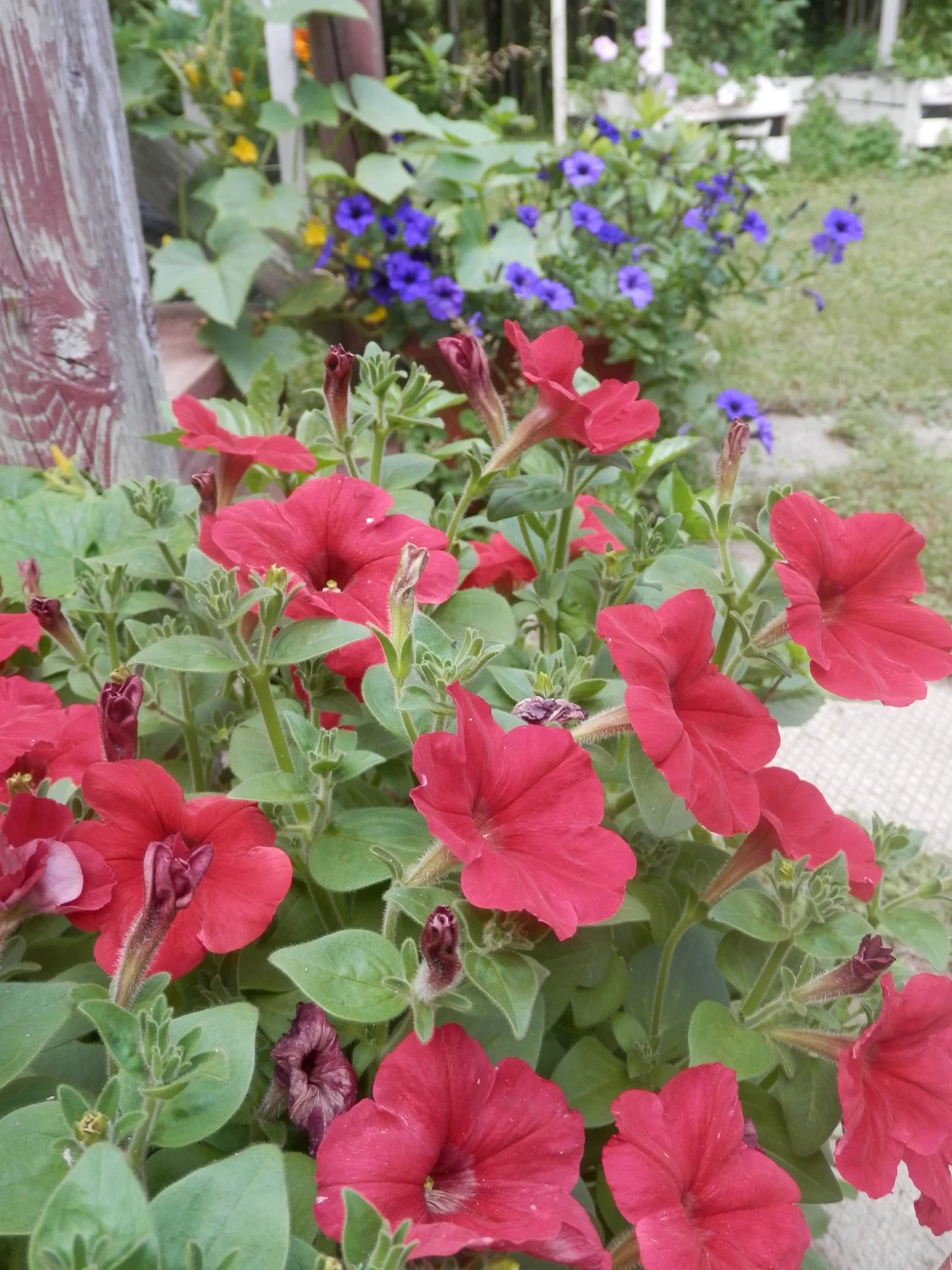 P7070042.webp