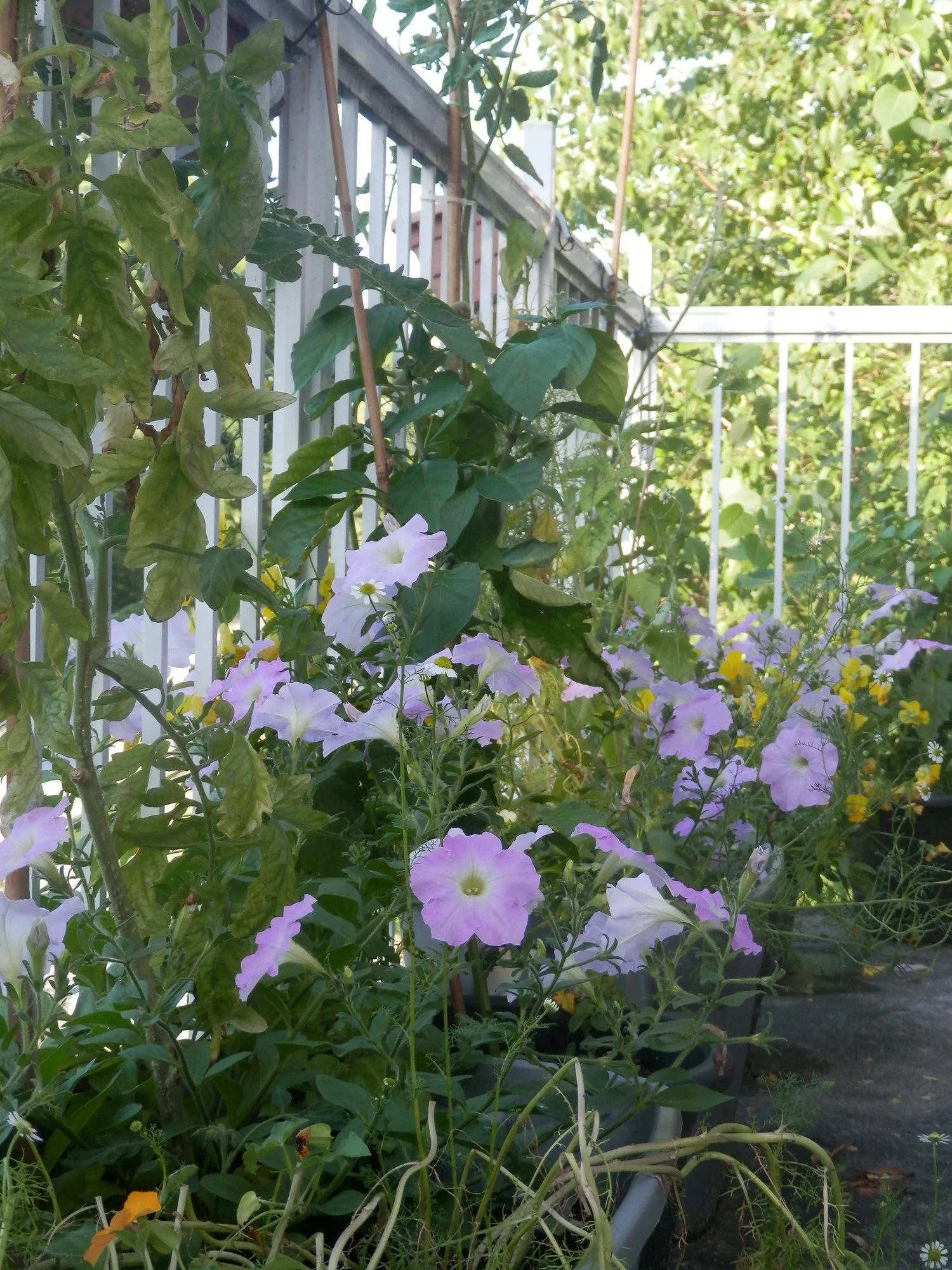 P7200023.JPG