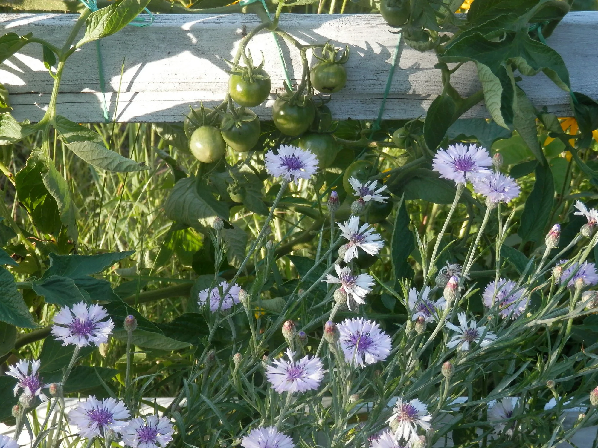 P7200041.webp