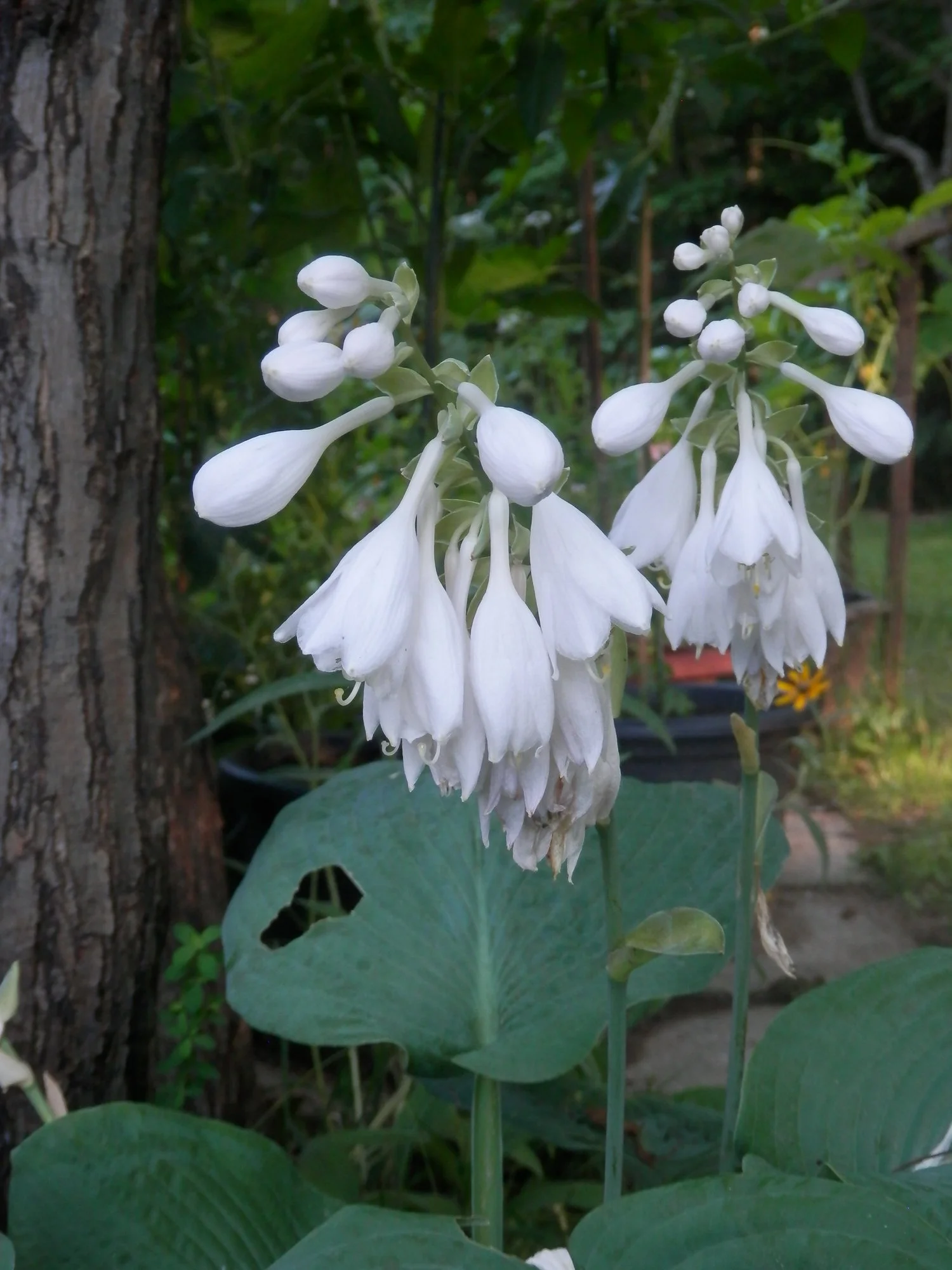 P7200043.webp