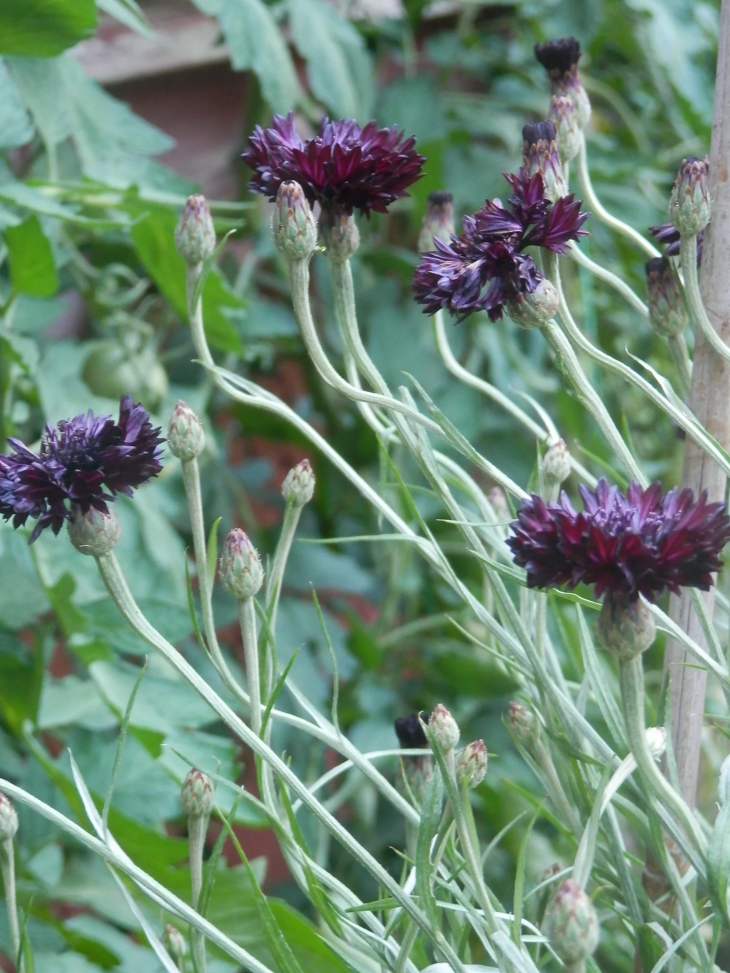 P7200044.webp
