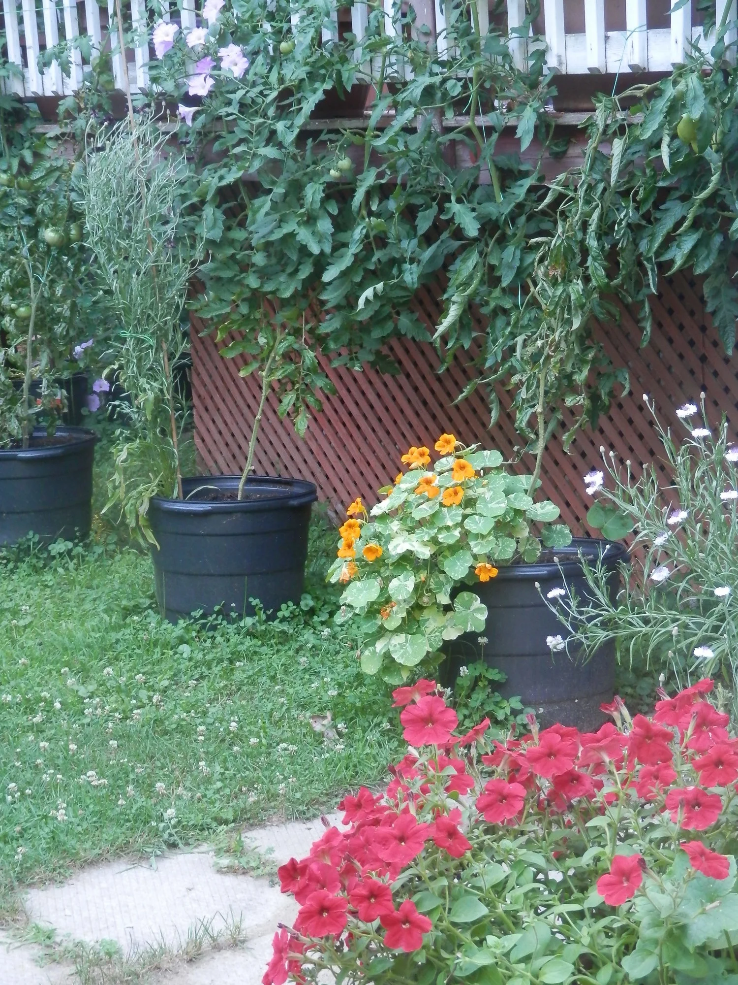 P7200046.webp