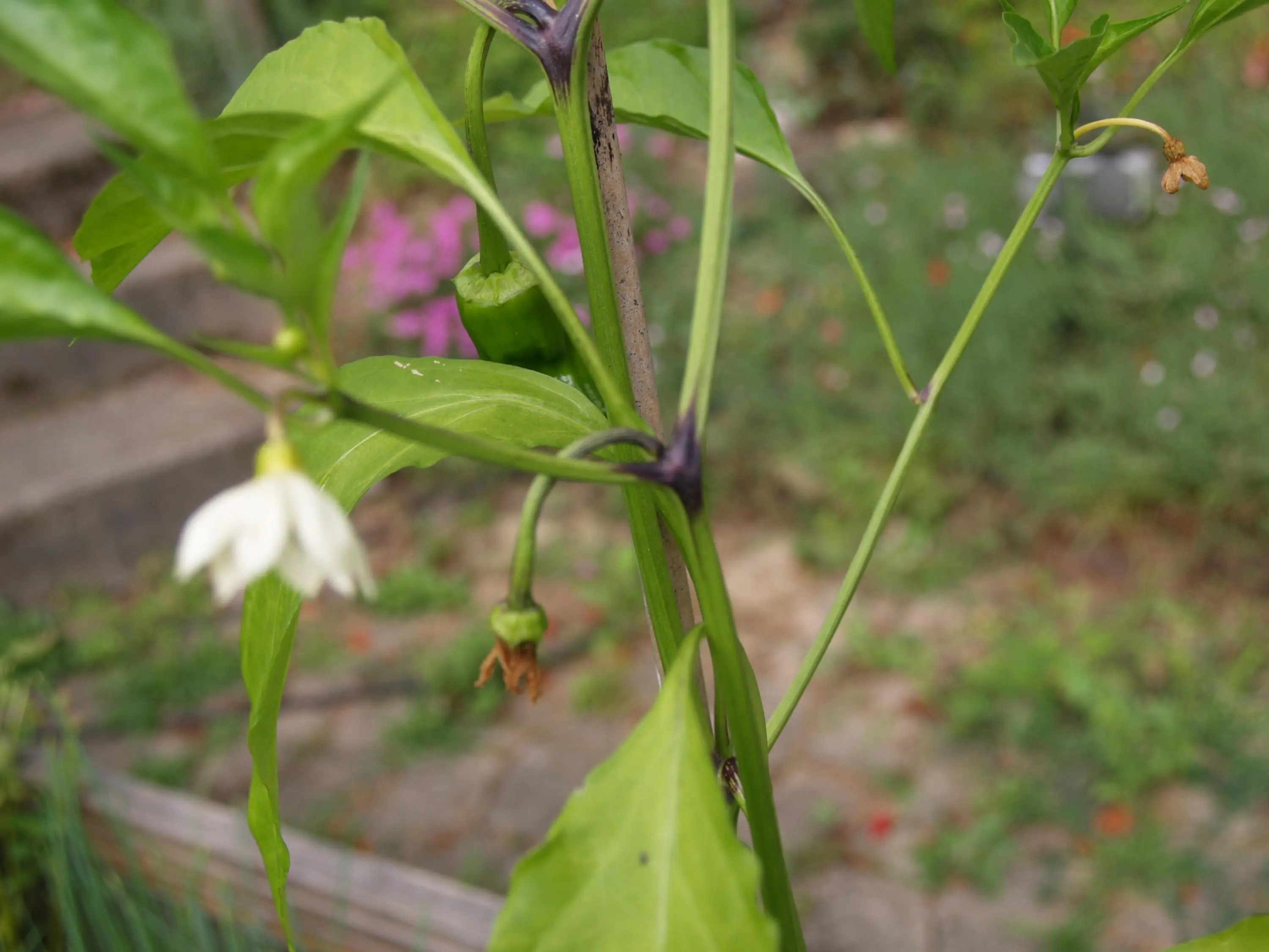 Pepperoni hat schwarze Stellen