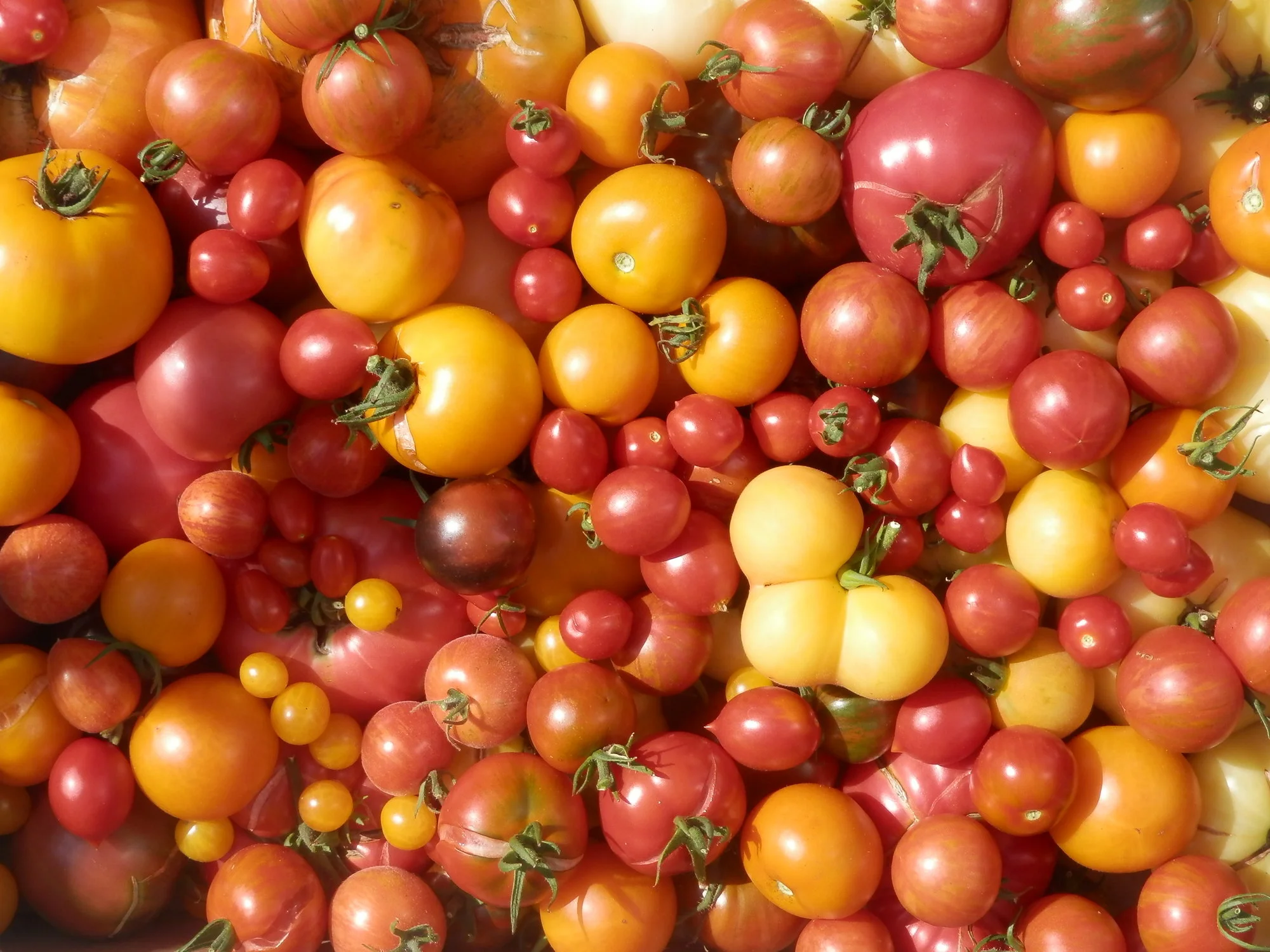 P8290023.webp