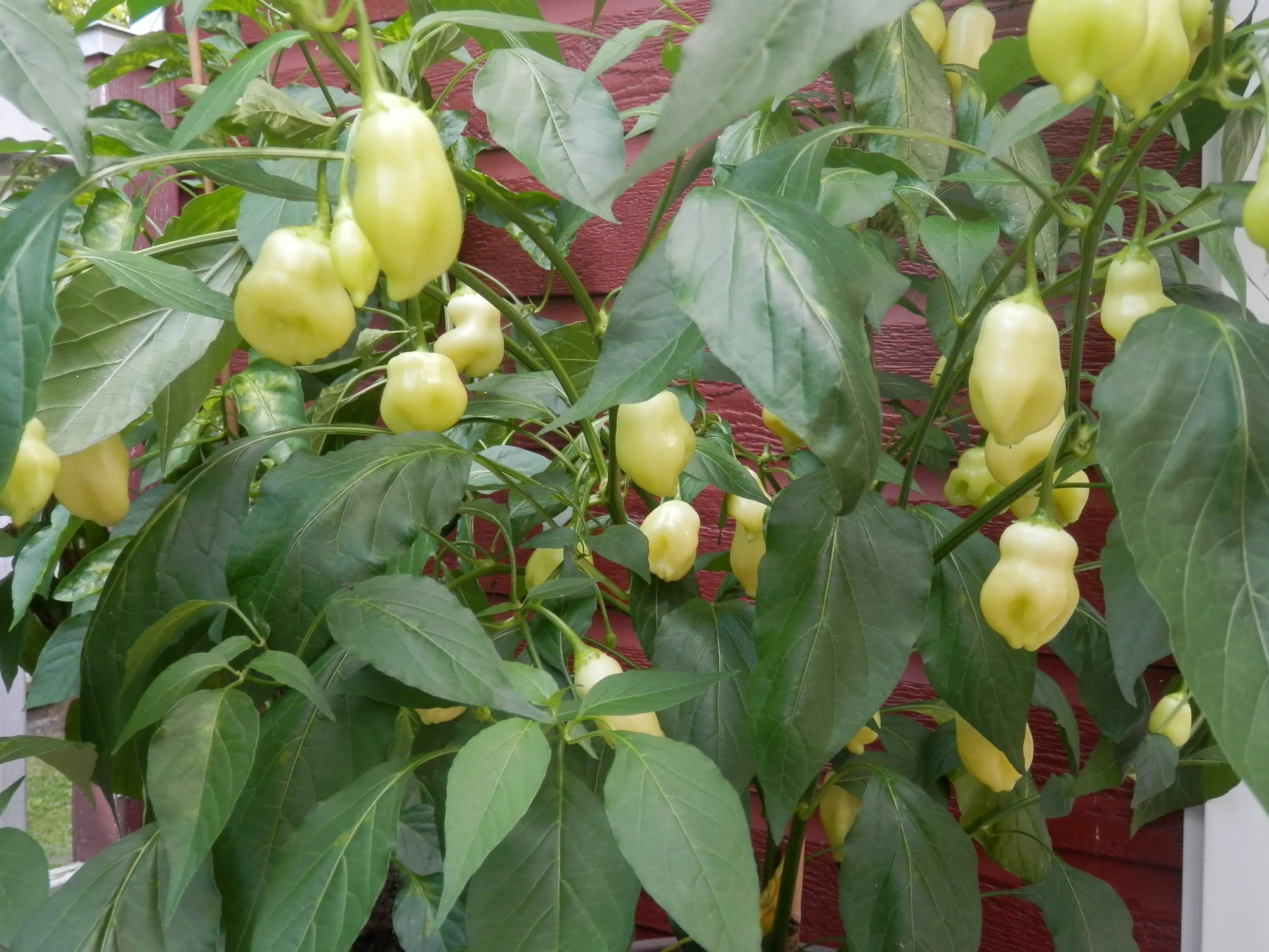 P8290026.webp