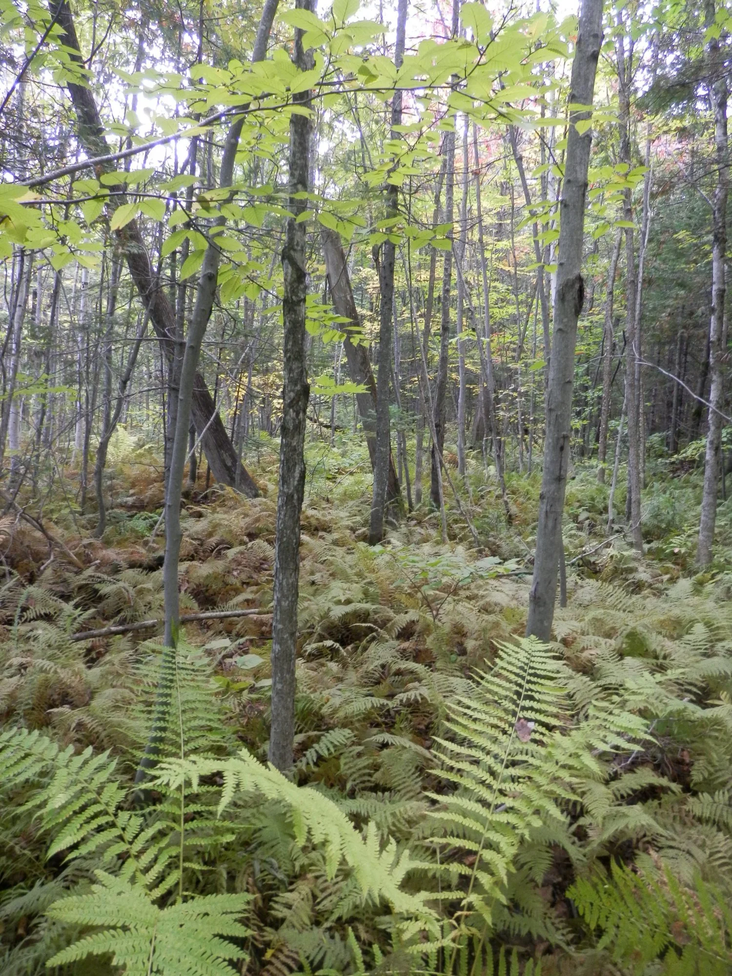P9280666.webp