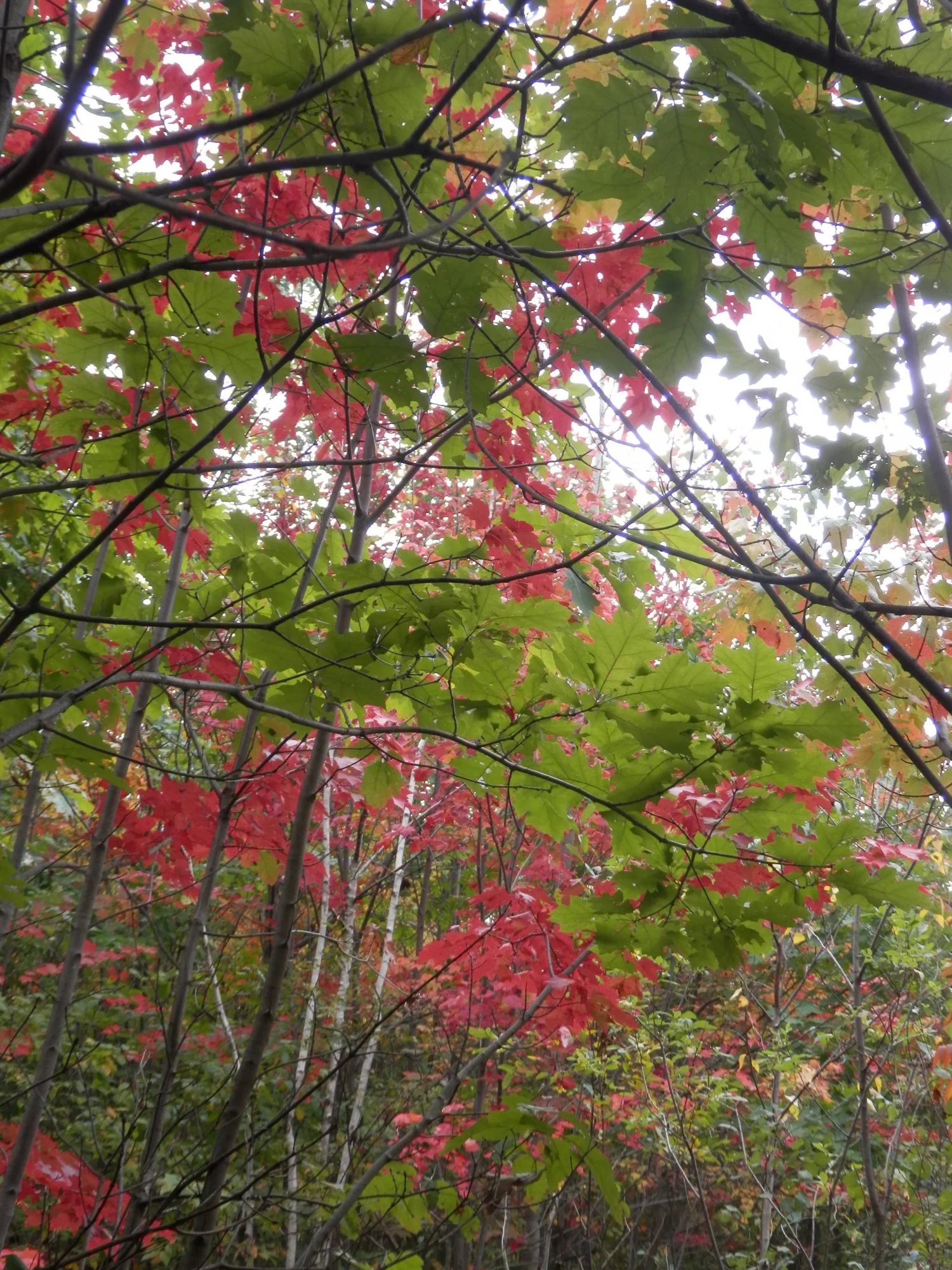 P9280671.webp