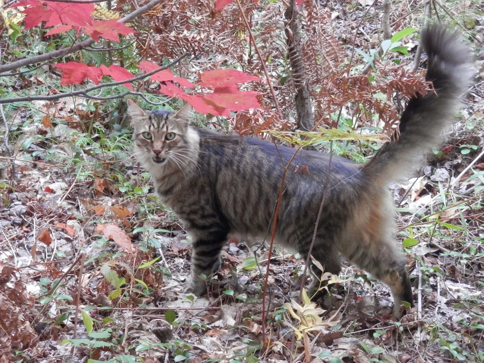 P9280672.webp